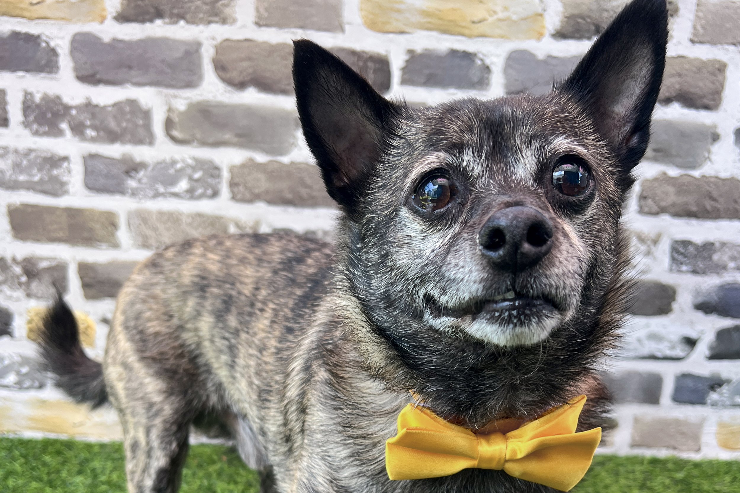  Pick me!   Alfafa    Adoptable Dogs  