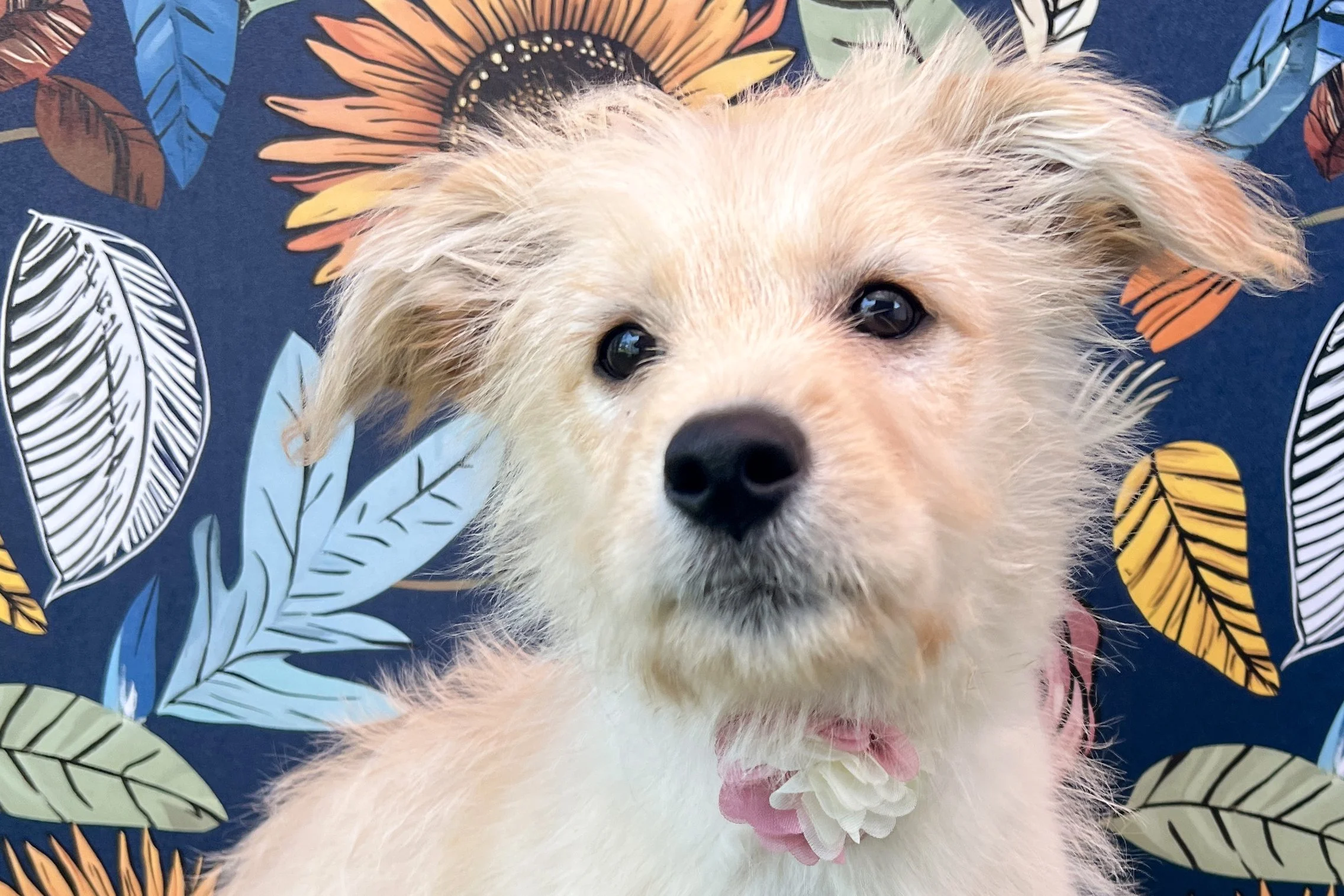  Pick me!   Peaches    Adoptable Dogs  