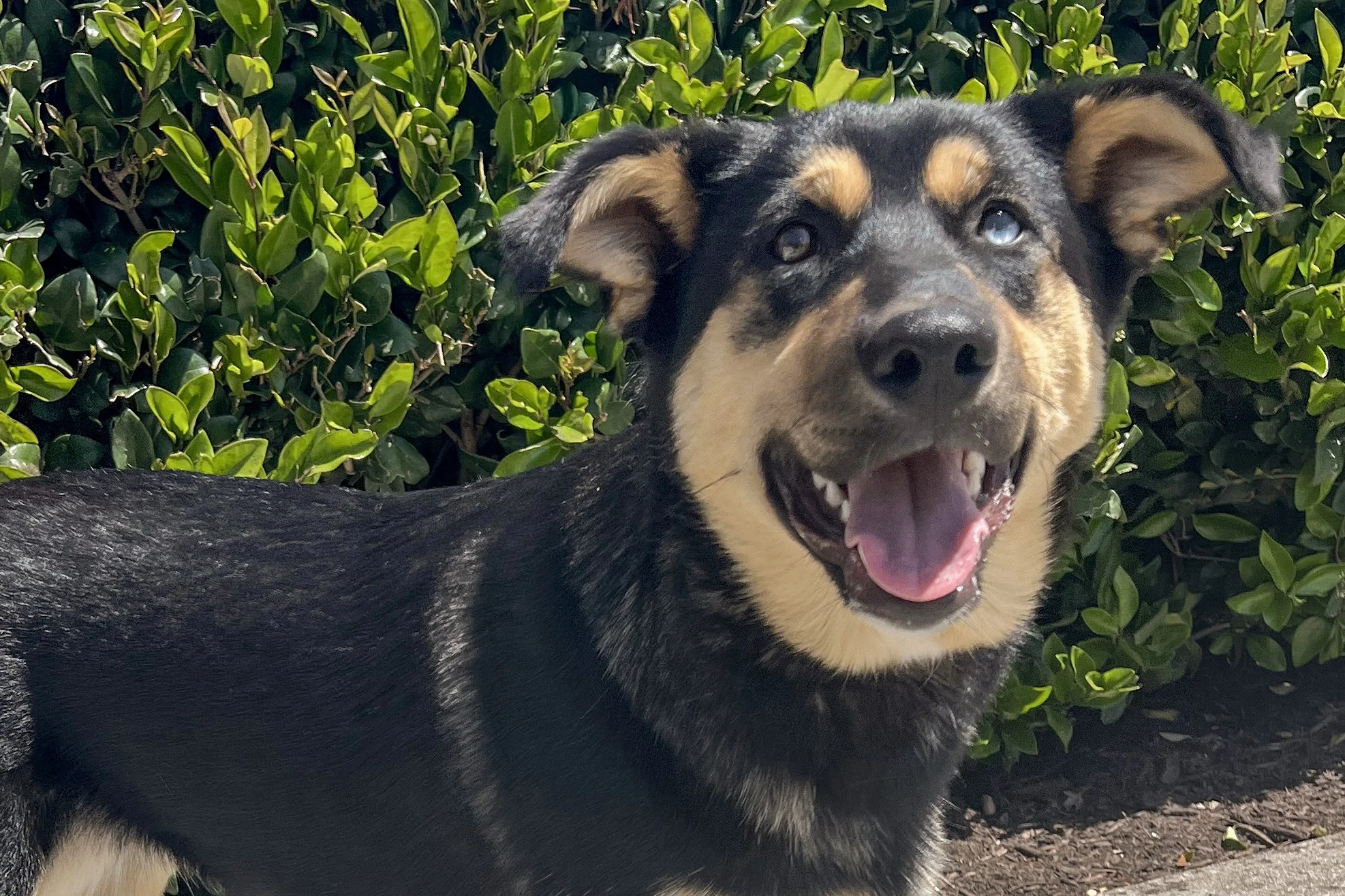  Pick me!   Tonks    Adoptable Dogs  