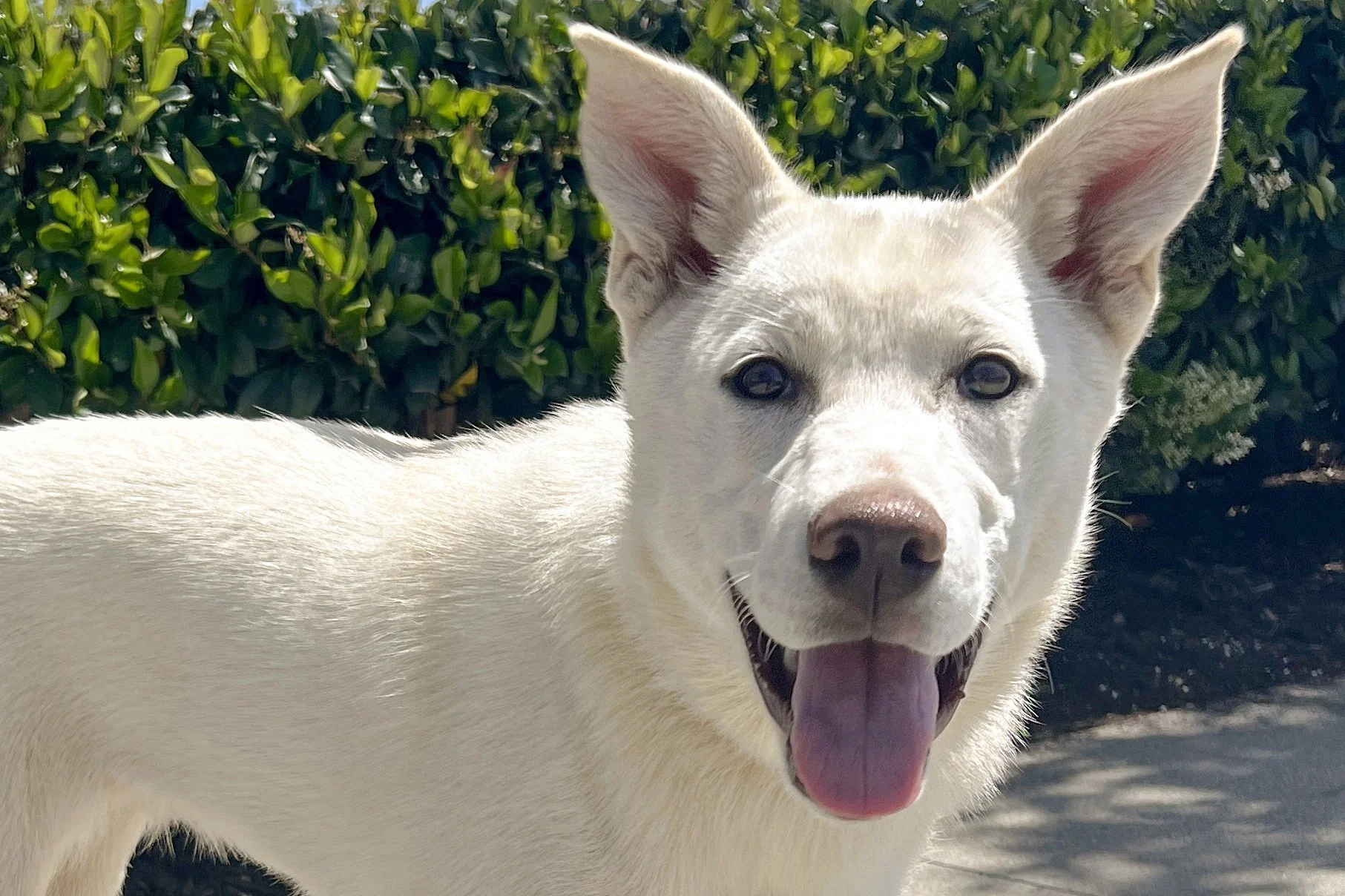  Pick me!   Lily    Adoptable Dogs  