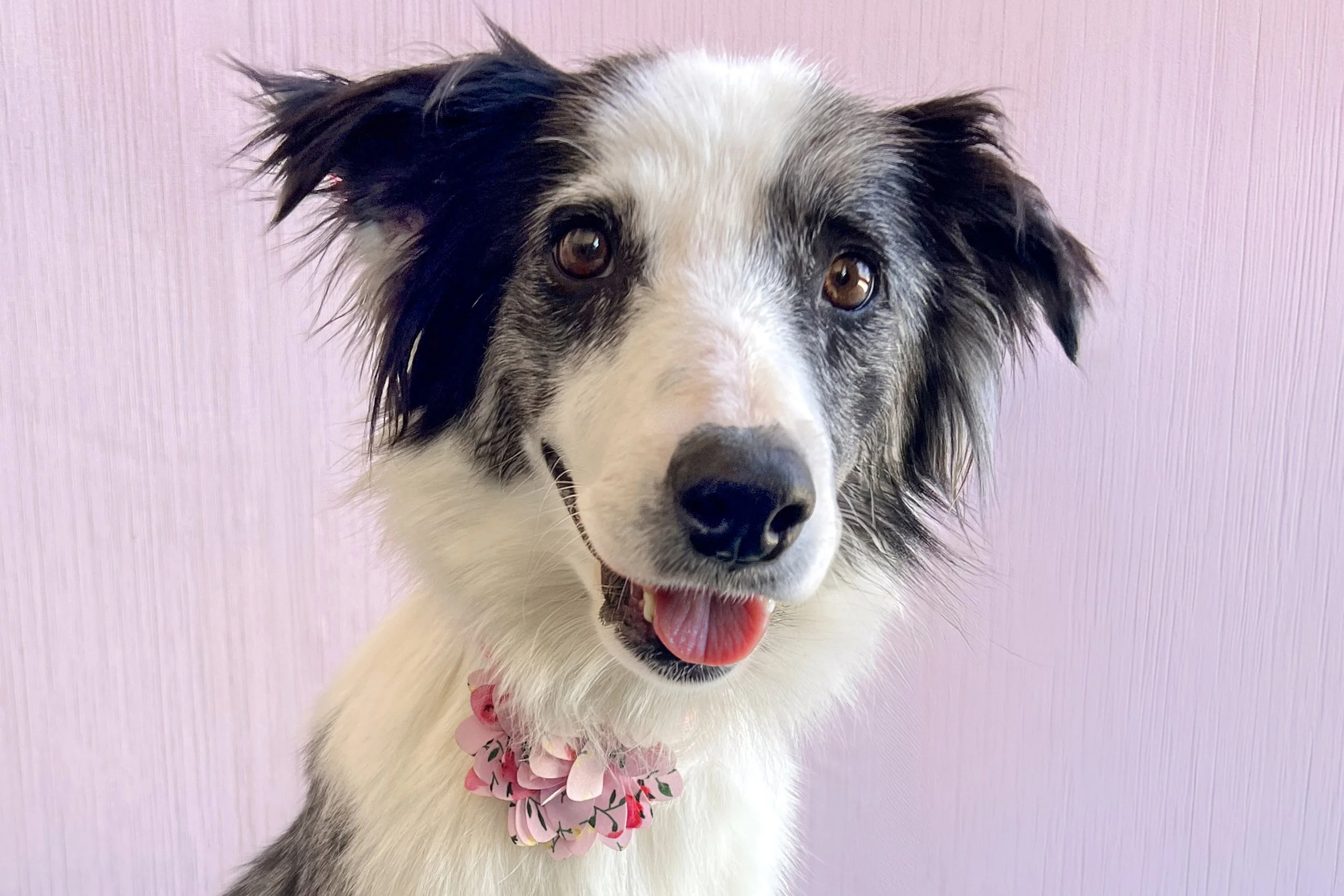  Pick me!   Kia    Adoptable Dogs  
