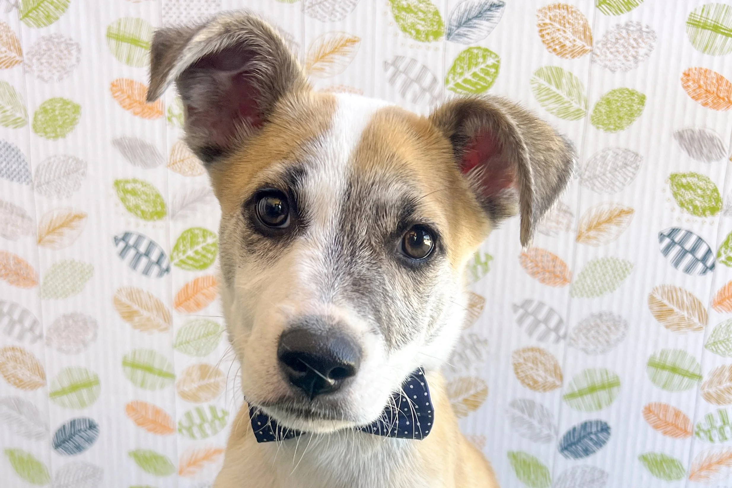  Pick me!   Benjamin    Adoptable Dogs  