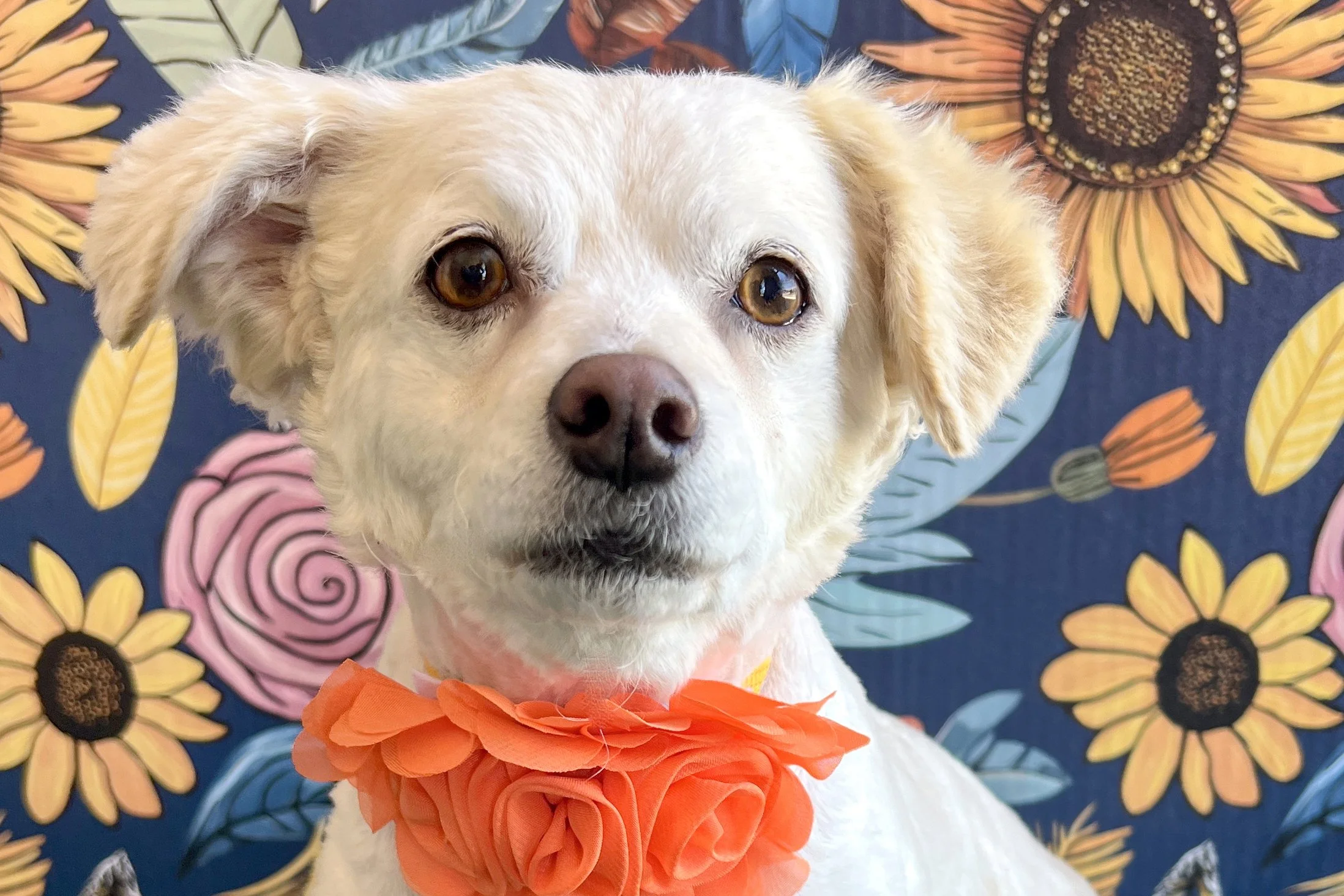  Pick me!   Magnolia    Adoptable Dogs  