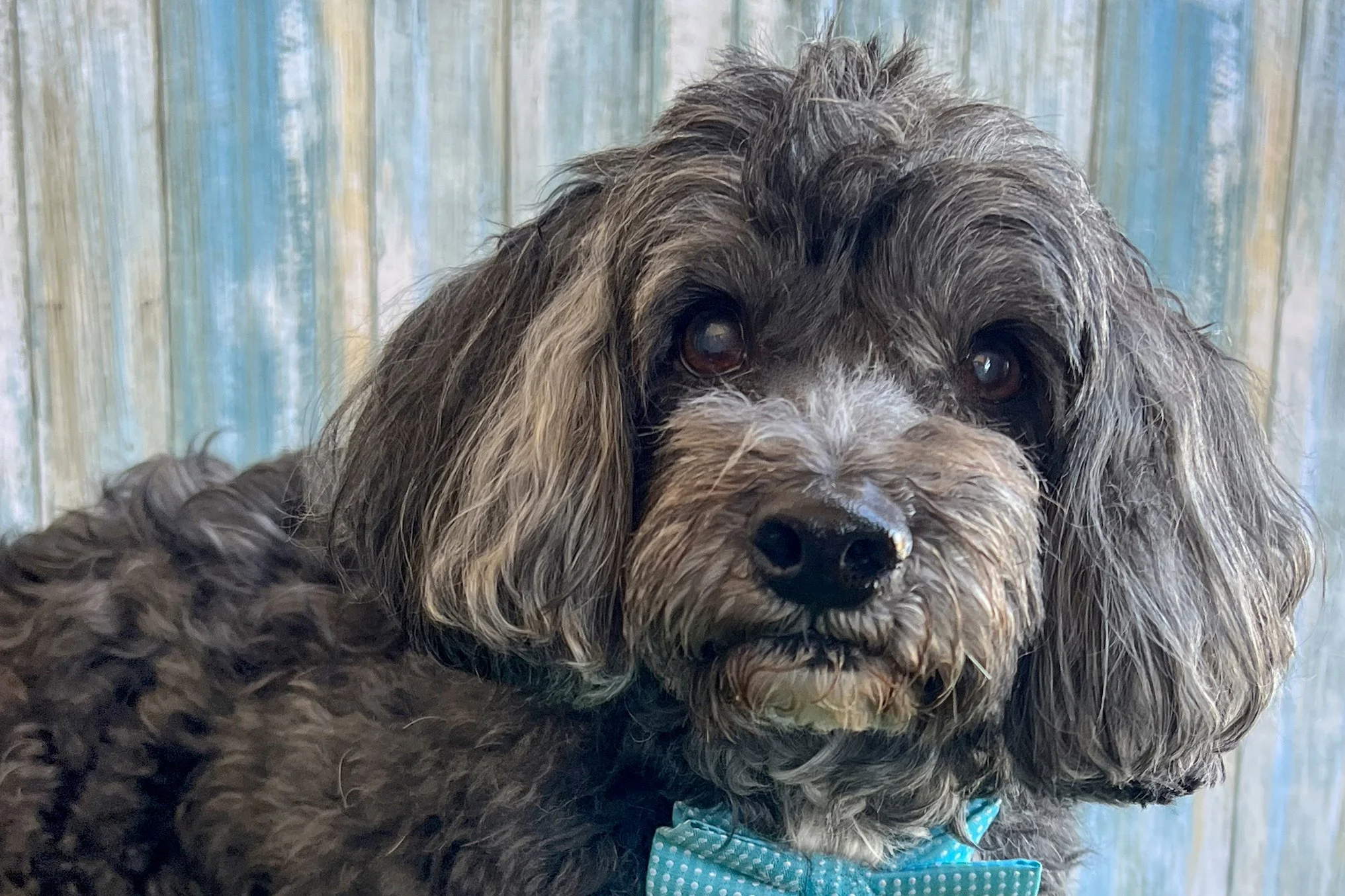  Pick me!   Modelo    Adoptable Dogs  