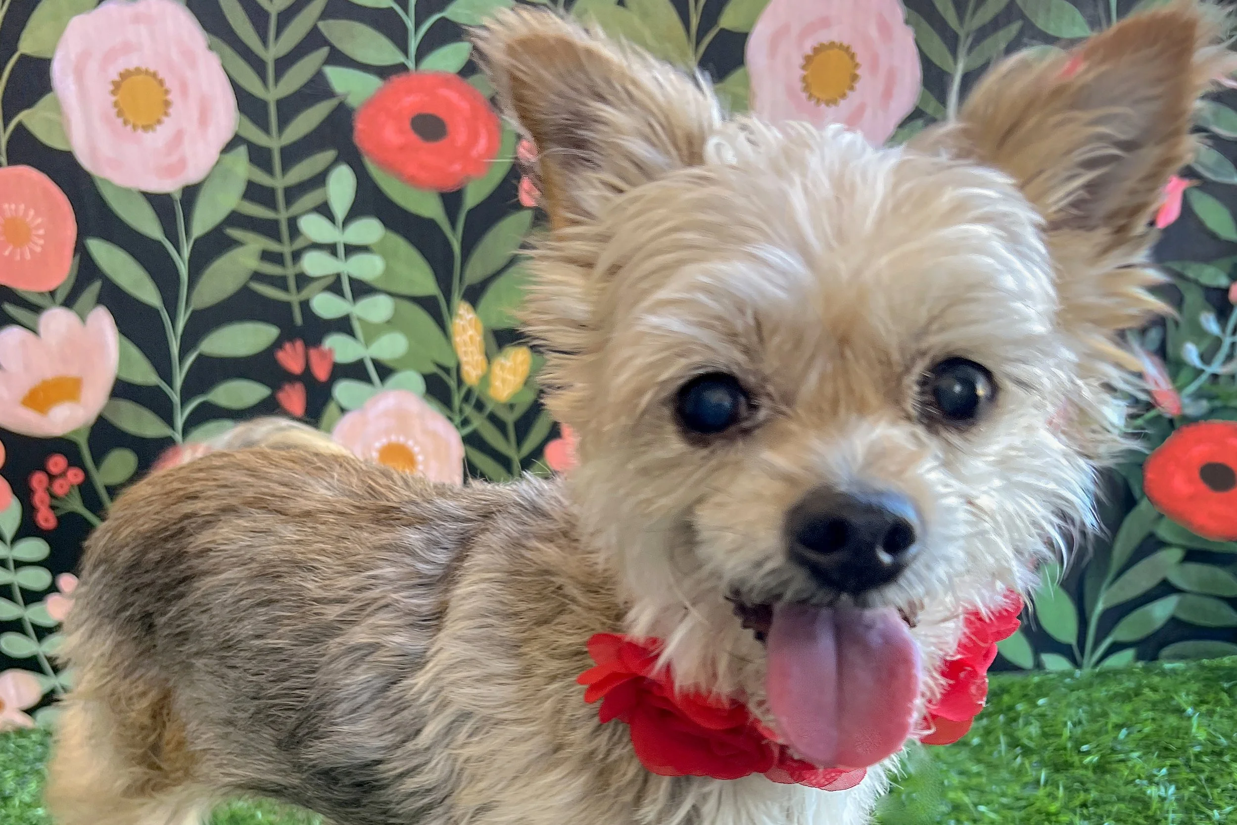  Pick me!   Tootsie    Adoptable Dogs  