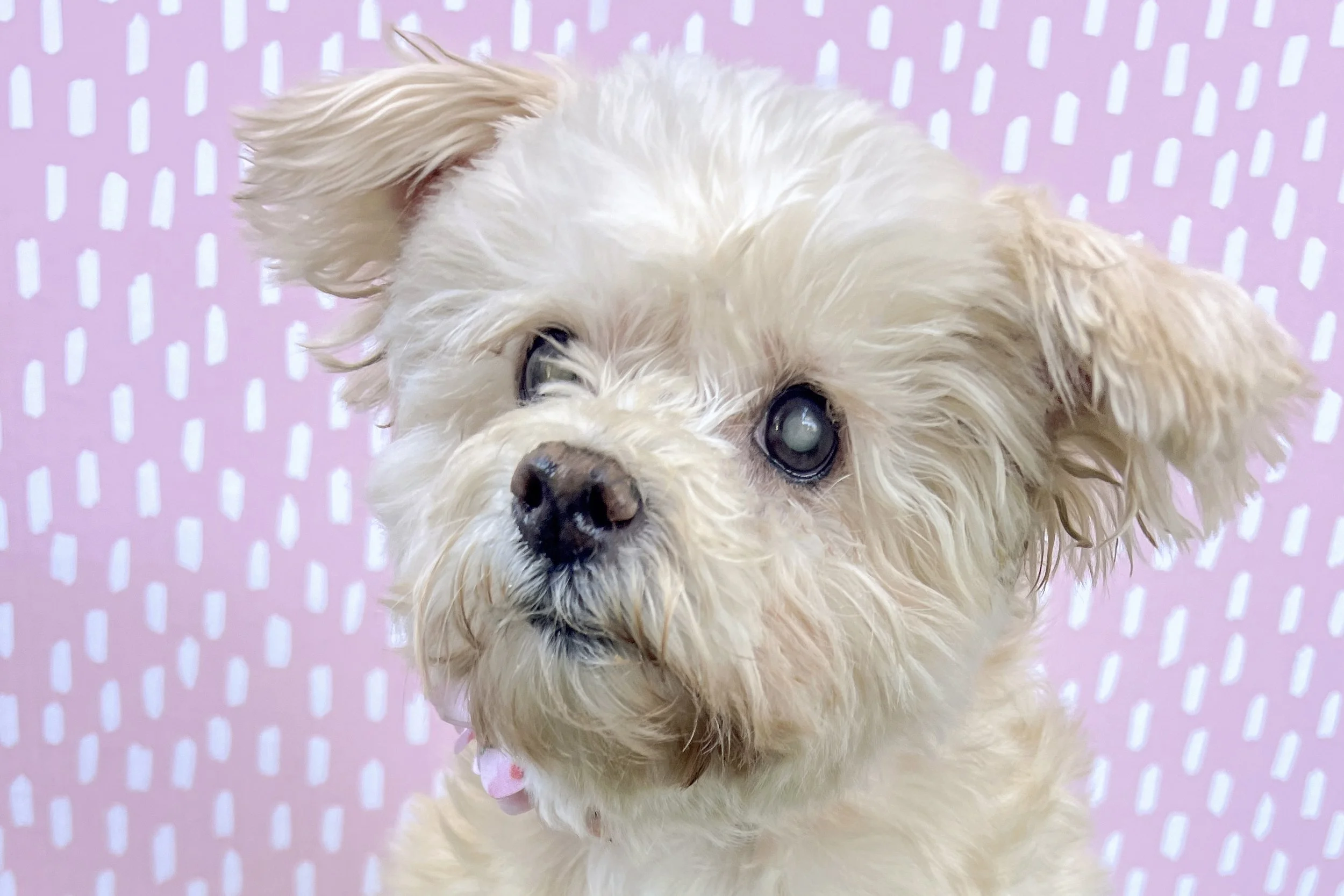  Pick me!   Betty    Adoptable Dogs  