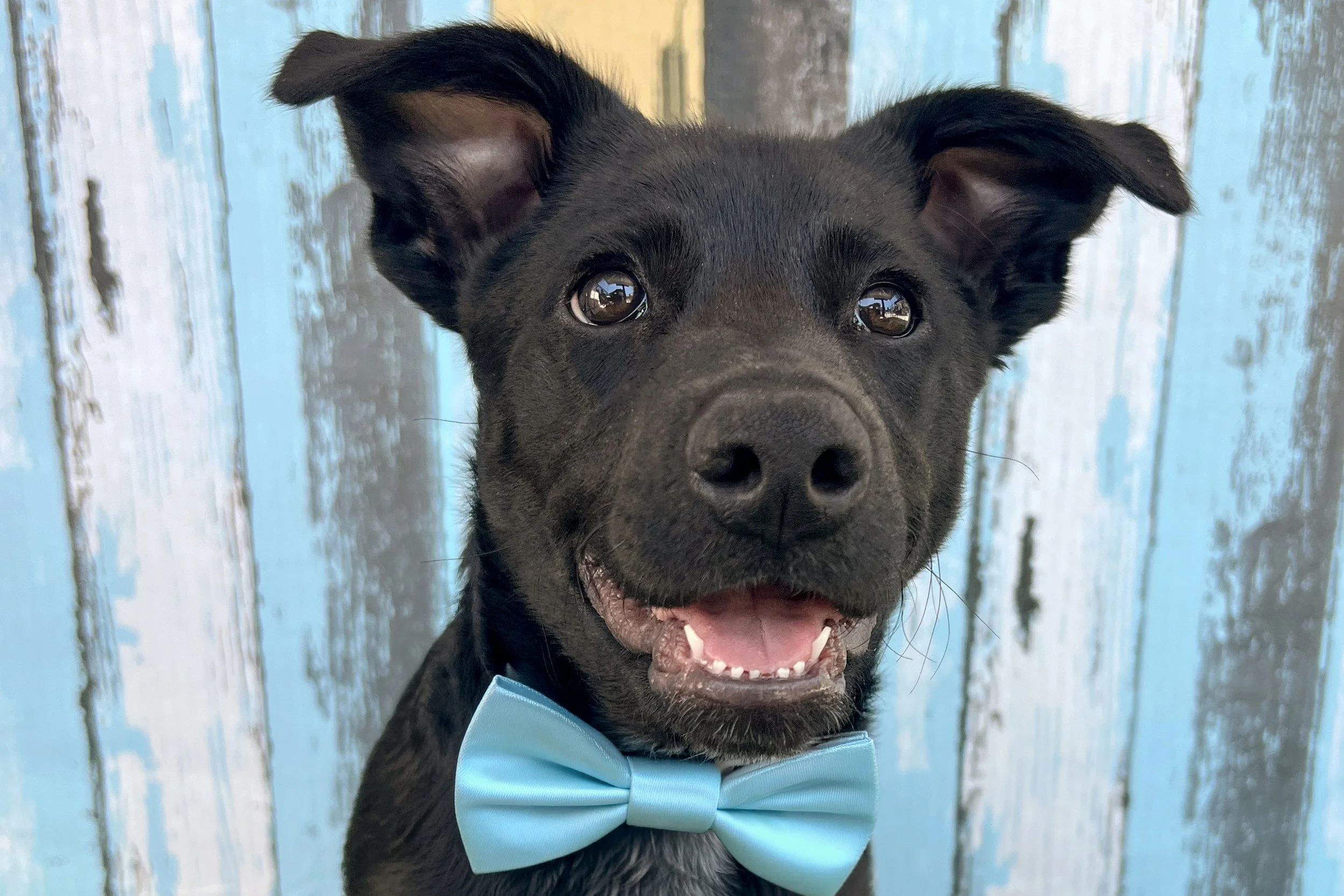  Pick me!   Keith    Adoptable Dogs  