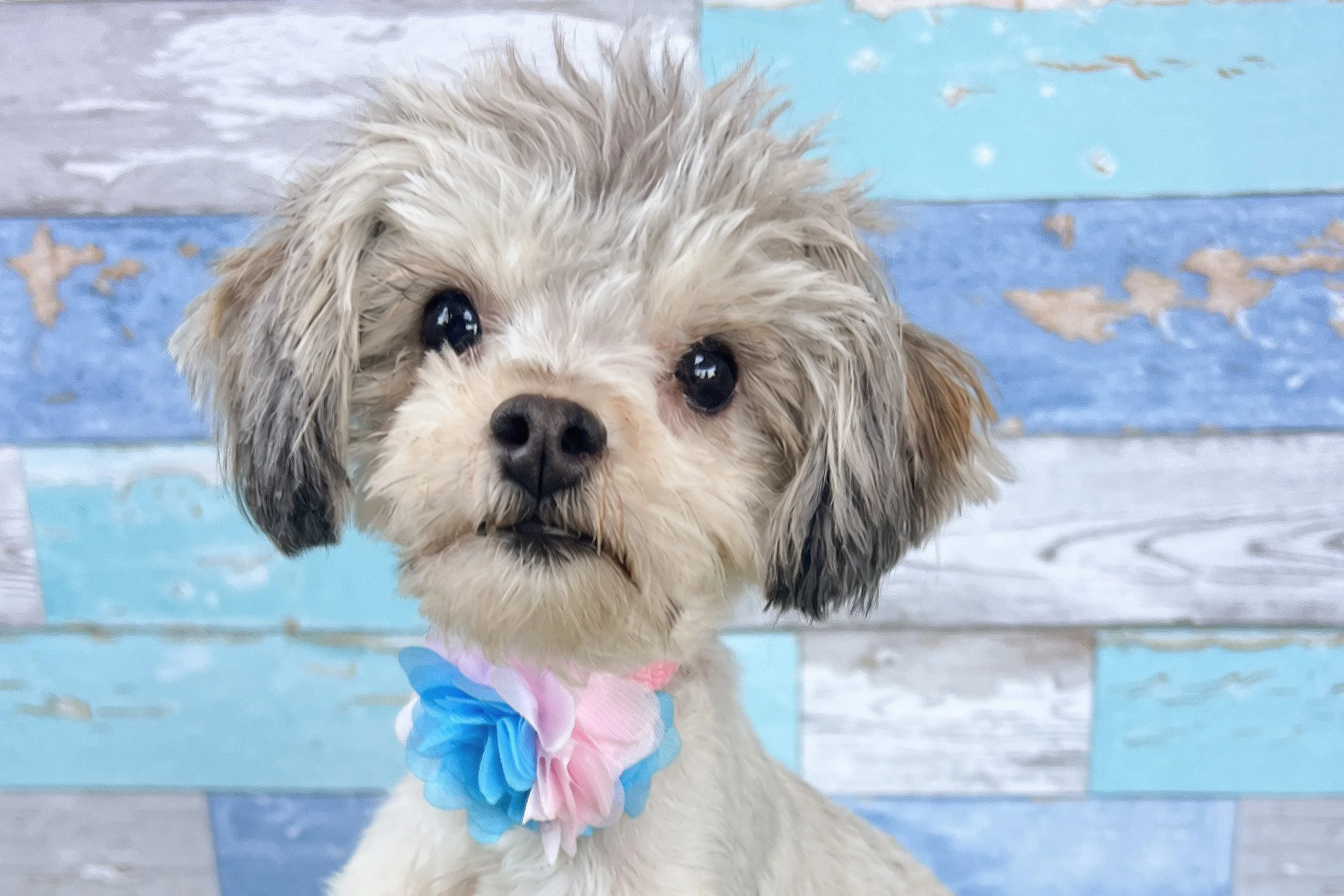  Pick me!   Lacy    Adoptable Dogs  