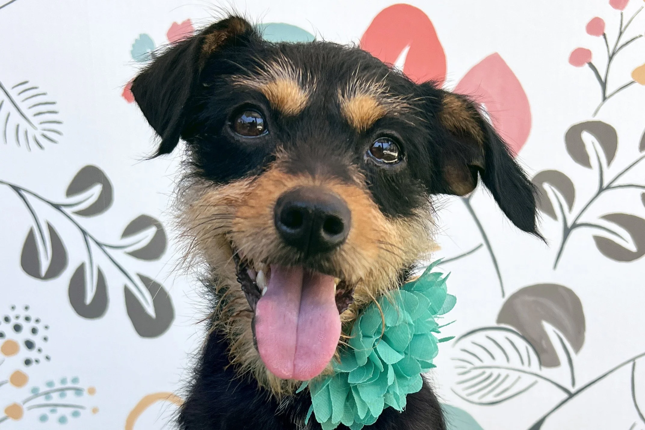 Pick me!   Millie    Adoptable Dogs  