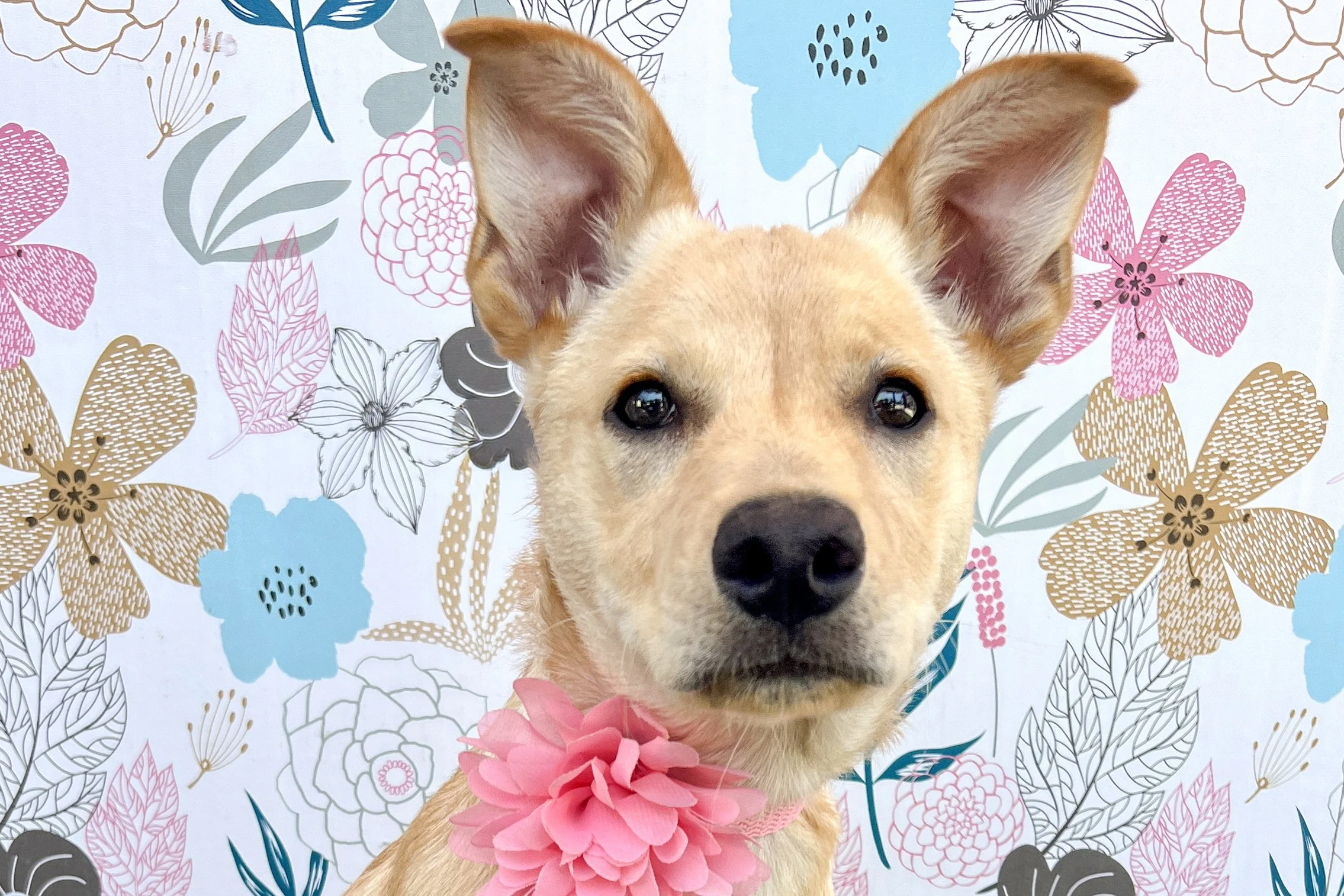  Pick me!   Nutterbutter    Adoptable Dogs  