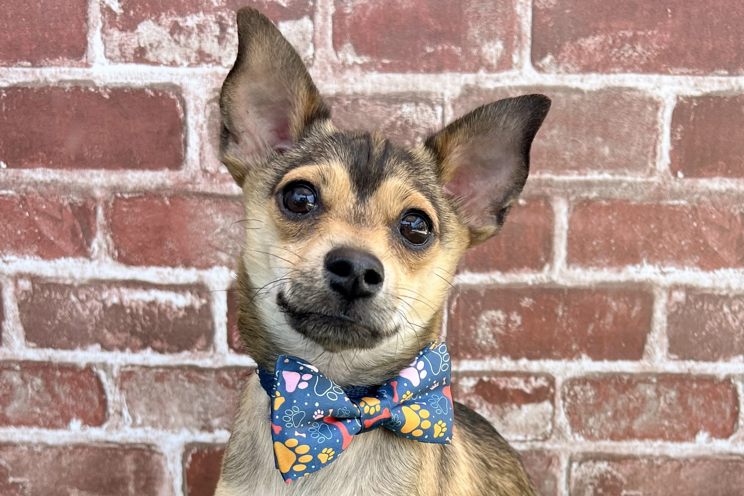  Pick me!   Pistachio    Adoptable Dogs  
