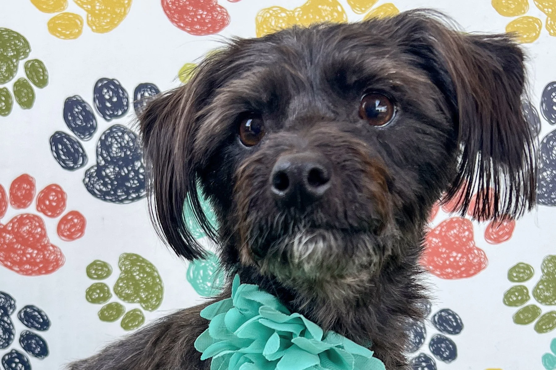  Pick me!   Rumor    Adoptable Dogs  