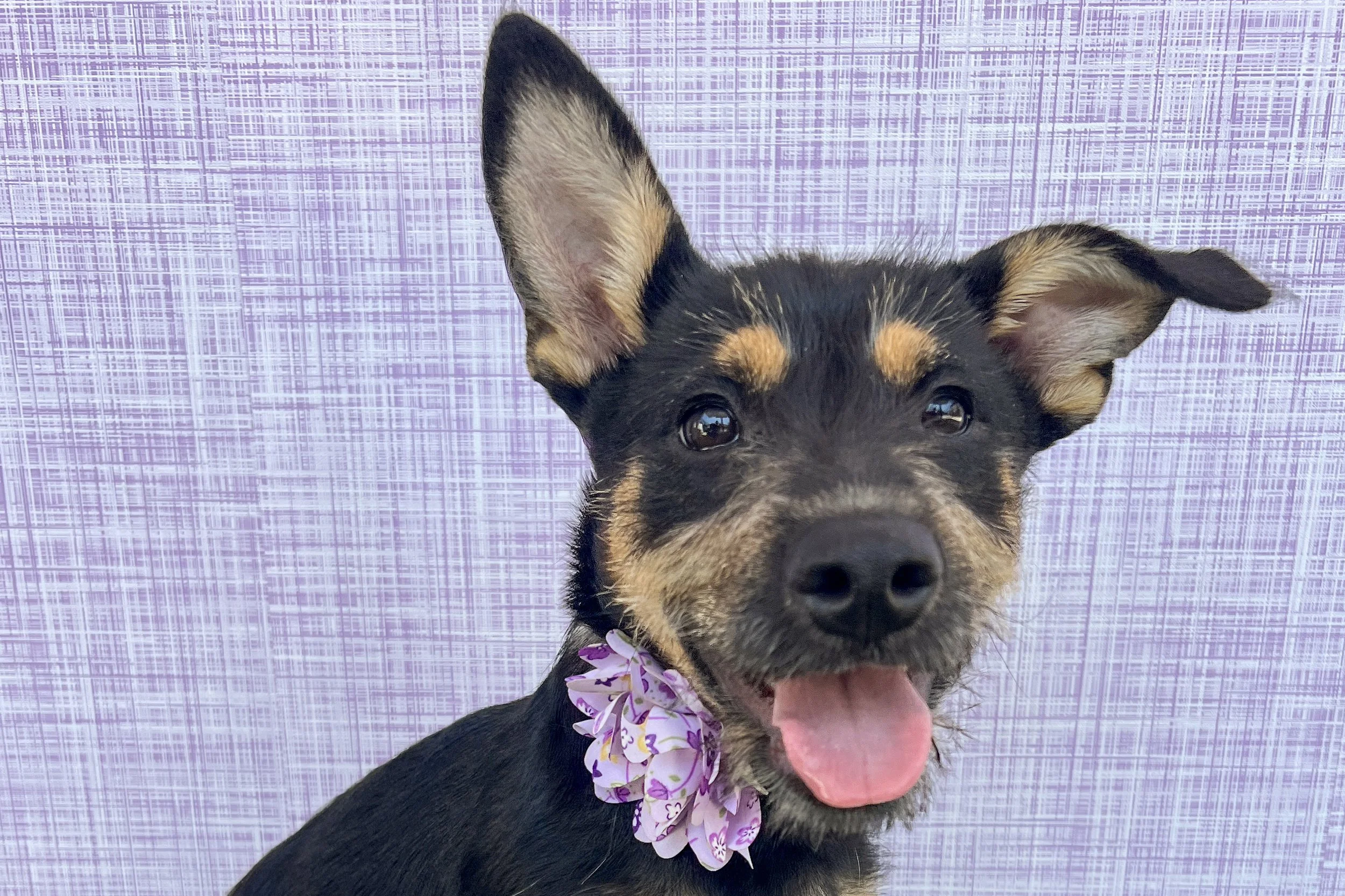  Pick me!   Wrynn    Adoptable Dogs  