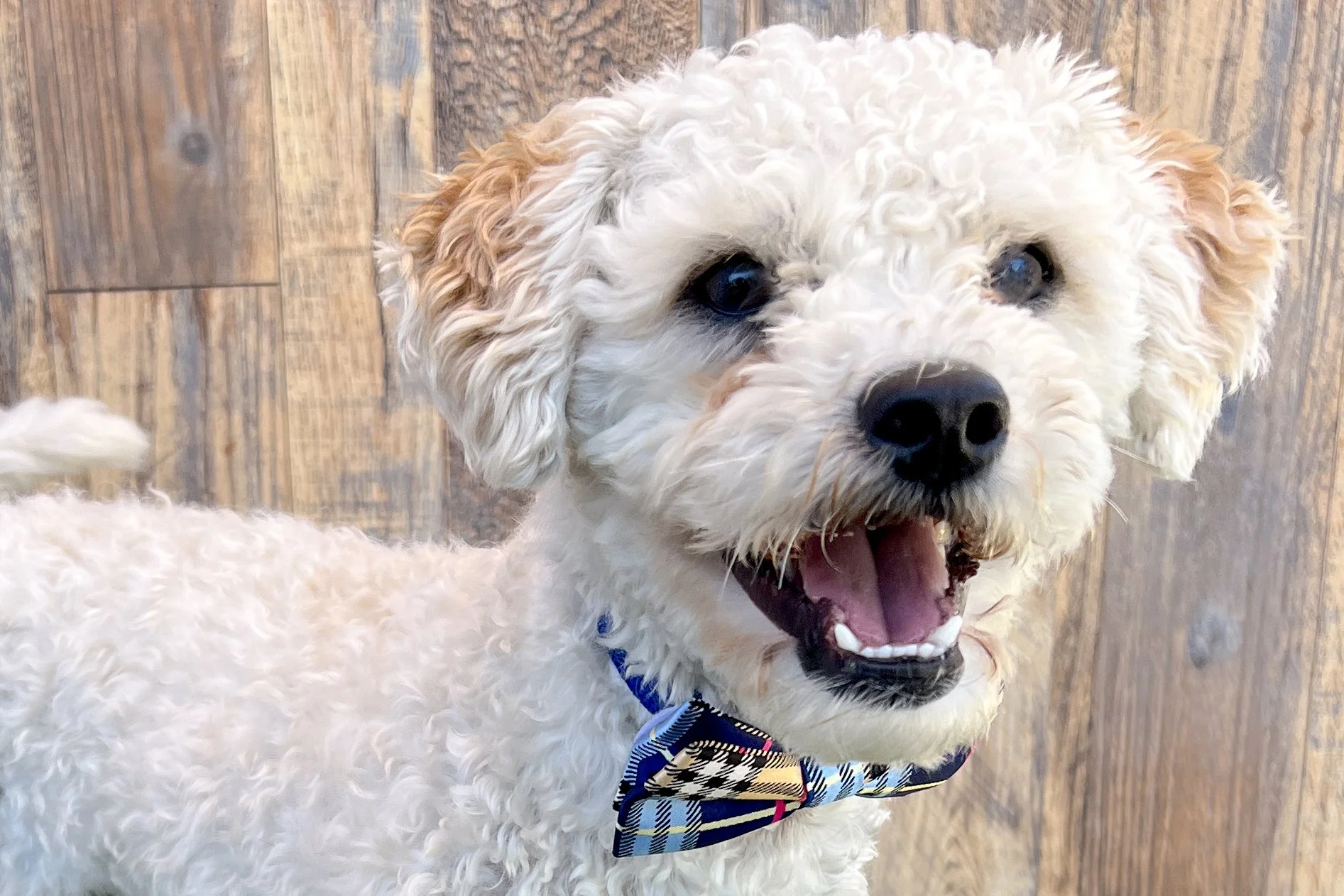  Pick me!   Barney    Adoptable Dogs  