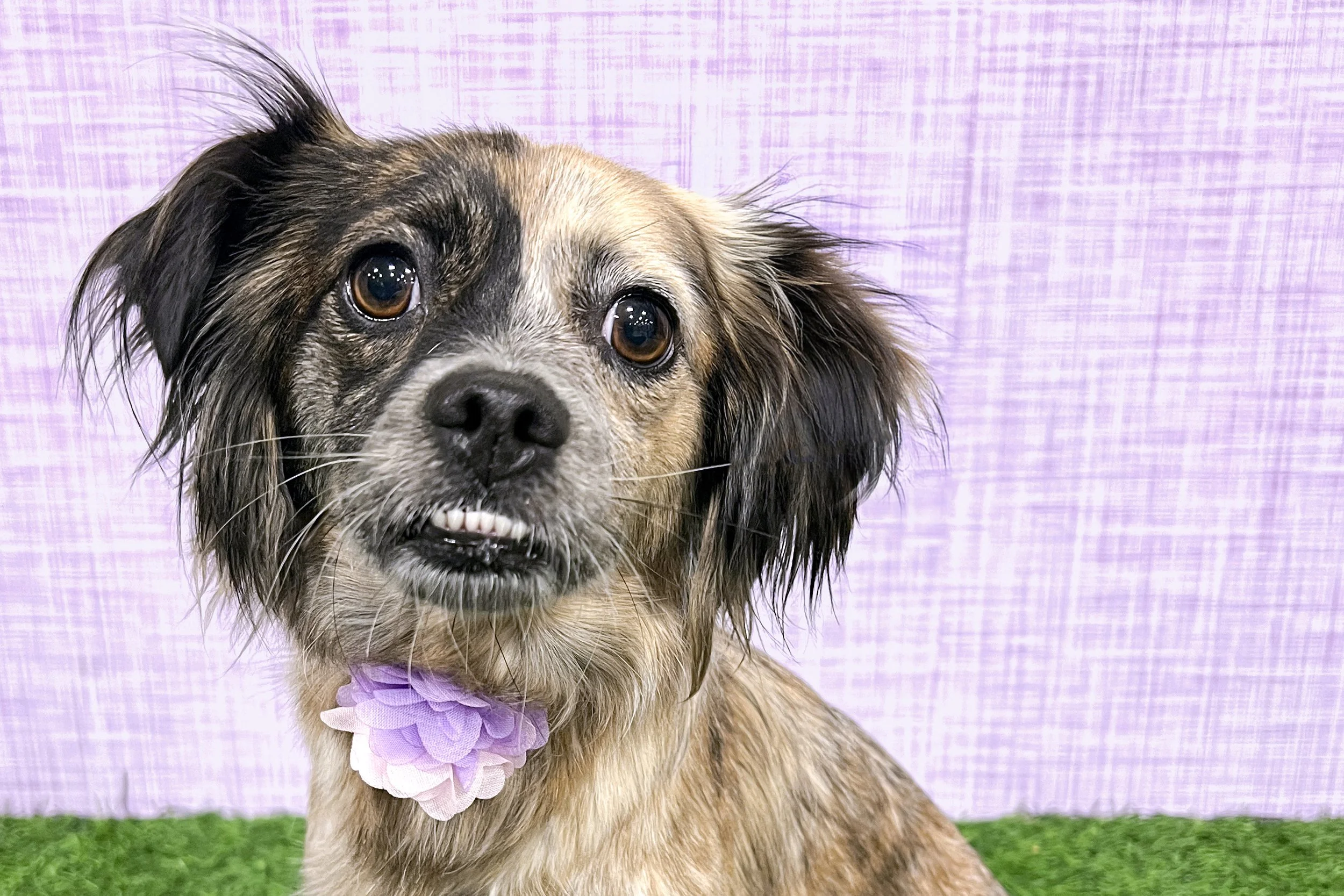  Pick me!   Callie    Adoptable Dogs  