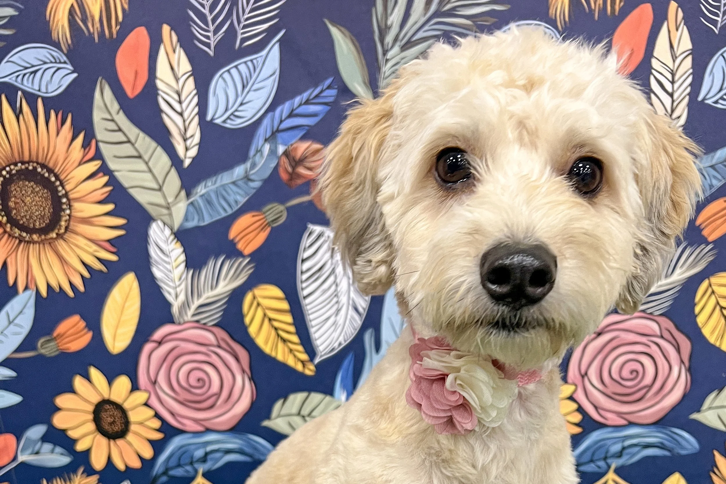  Pick me!   Capri    Adoptable Dogs  