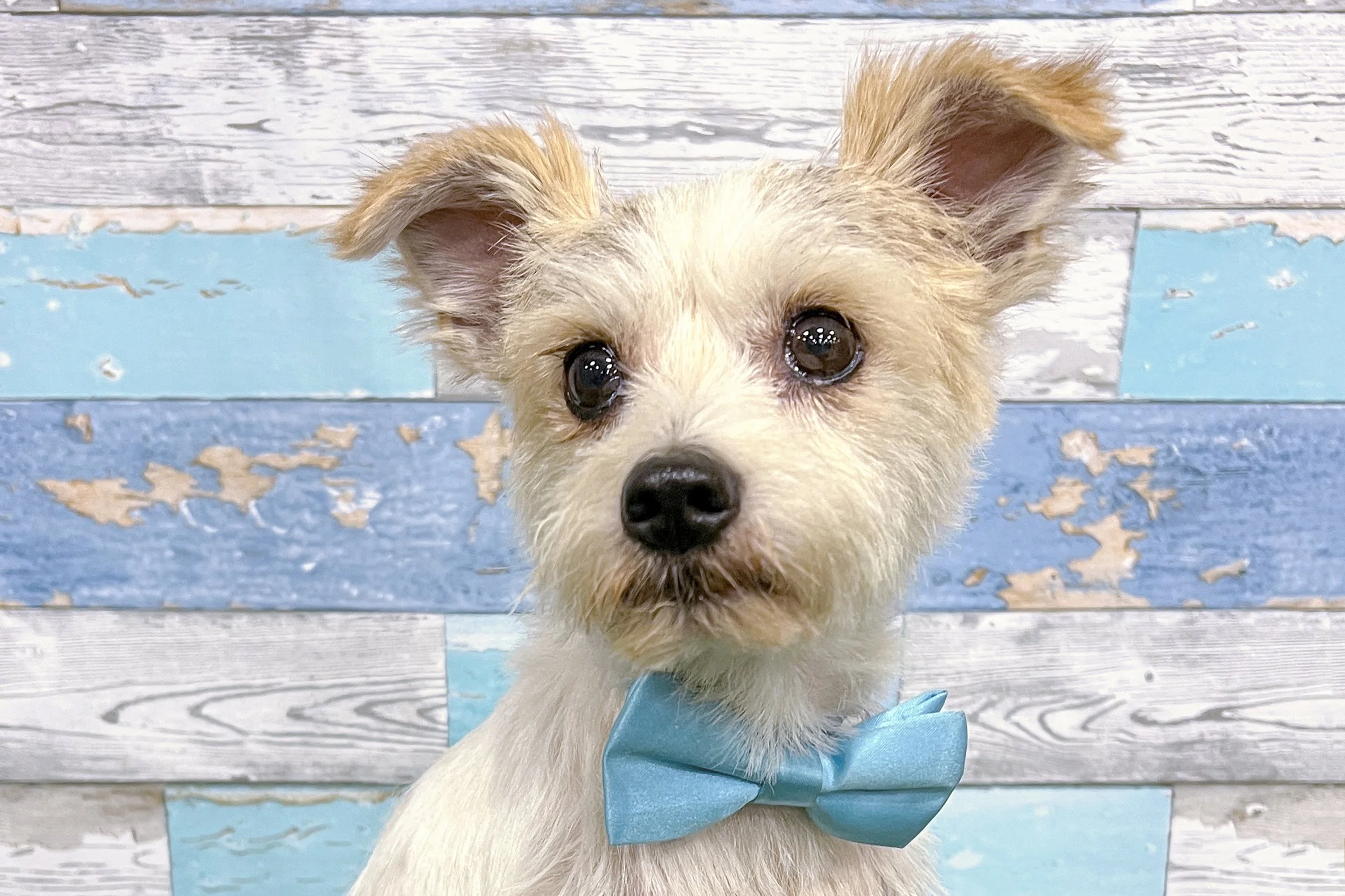  Pick me!   Gravy    Adoptable Dogs  