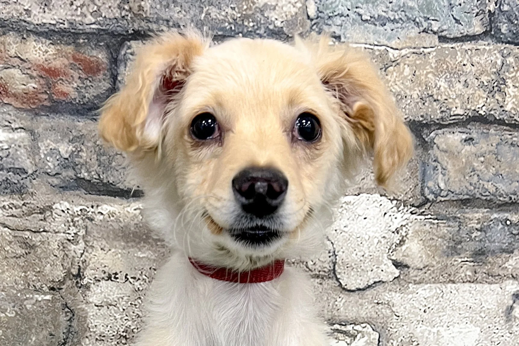  Pick me!   Kai    Adoptable Dogs  