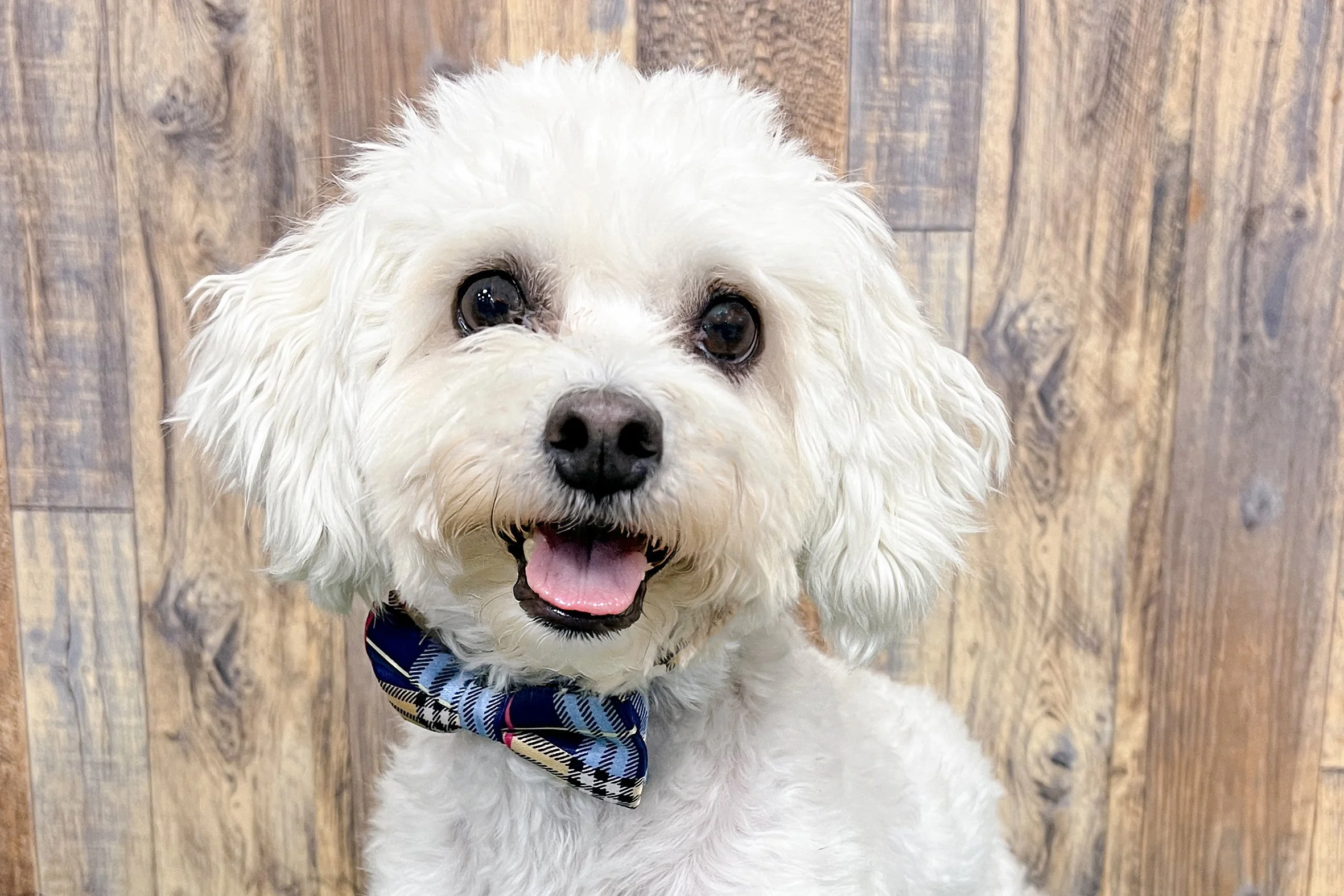  Pick me!   Banner    Adoptable Dogs  