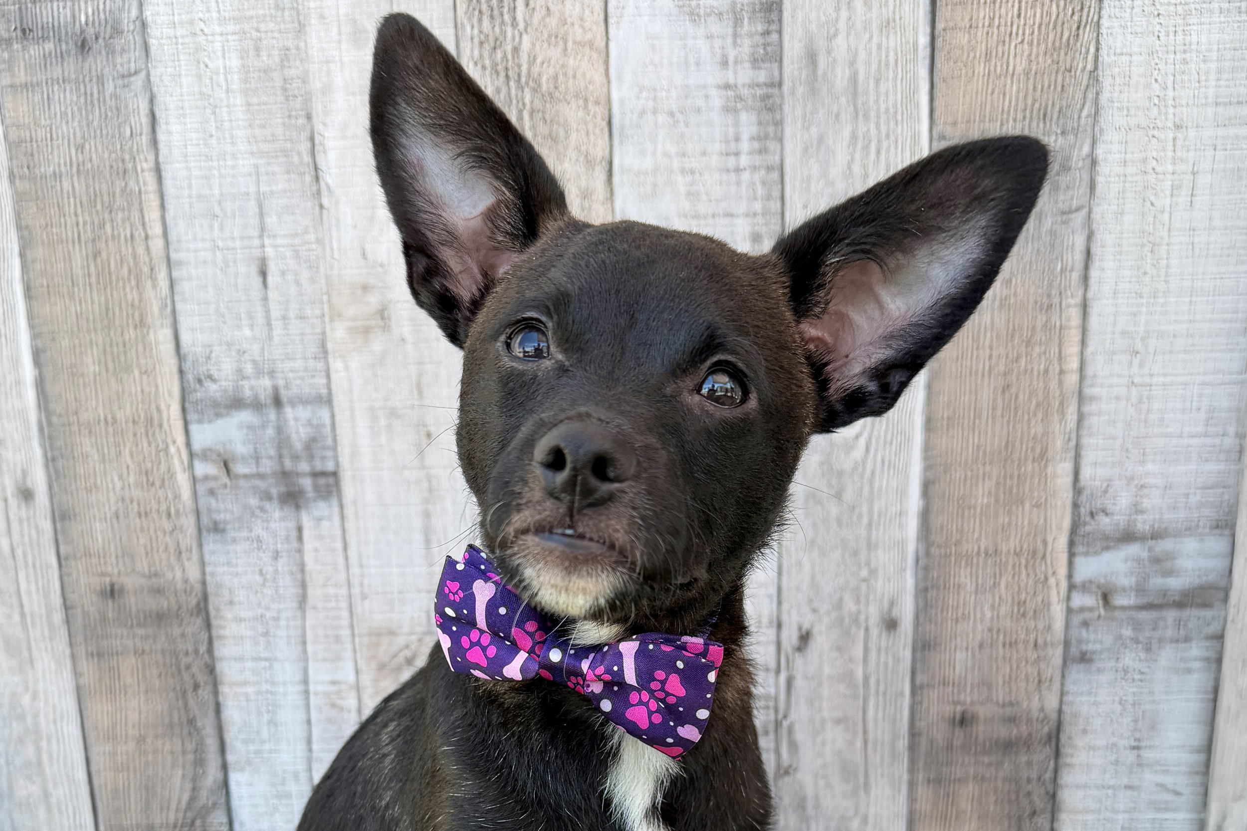  Pick me!   Kip    Adoptable Dogs  
