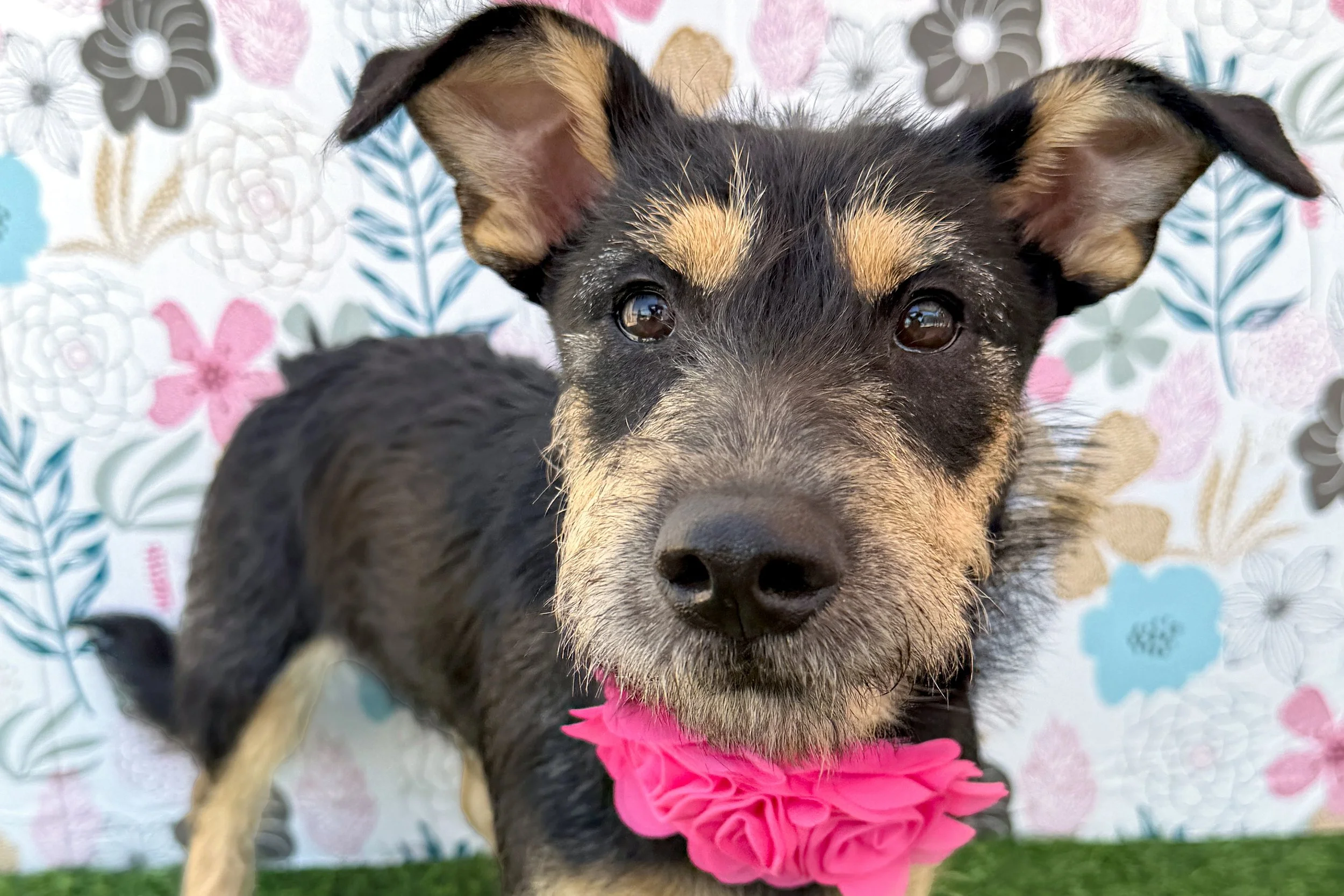  Pick me!   Wrynn    Adoptable Dogs  