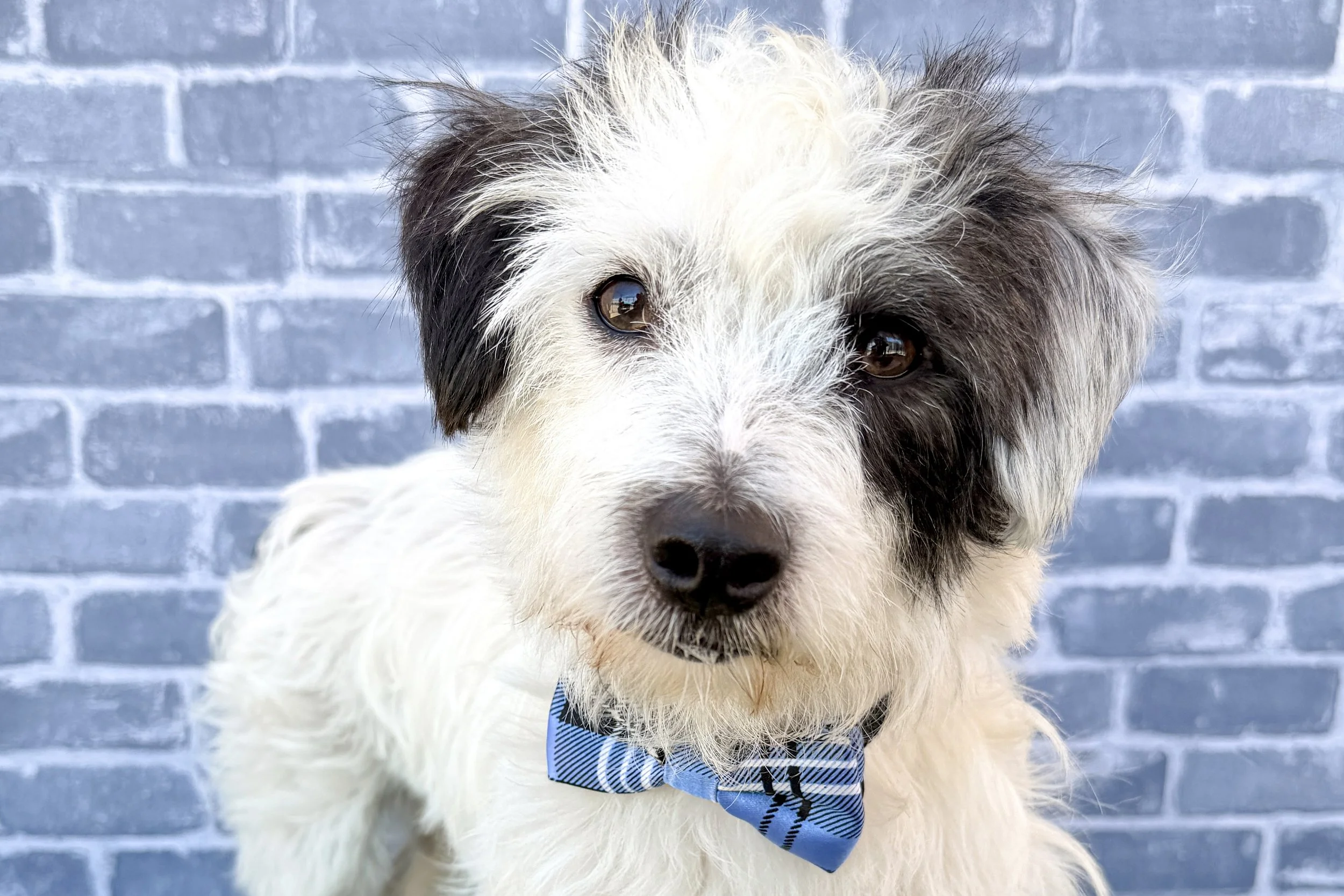  Pick me!   Ziggy    Adoptable Dogs  