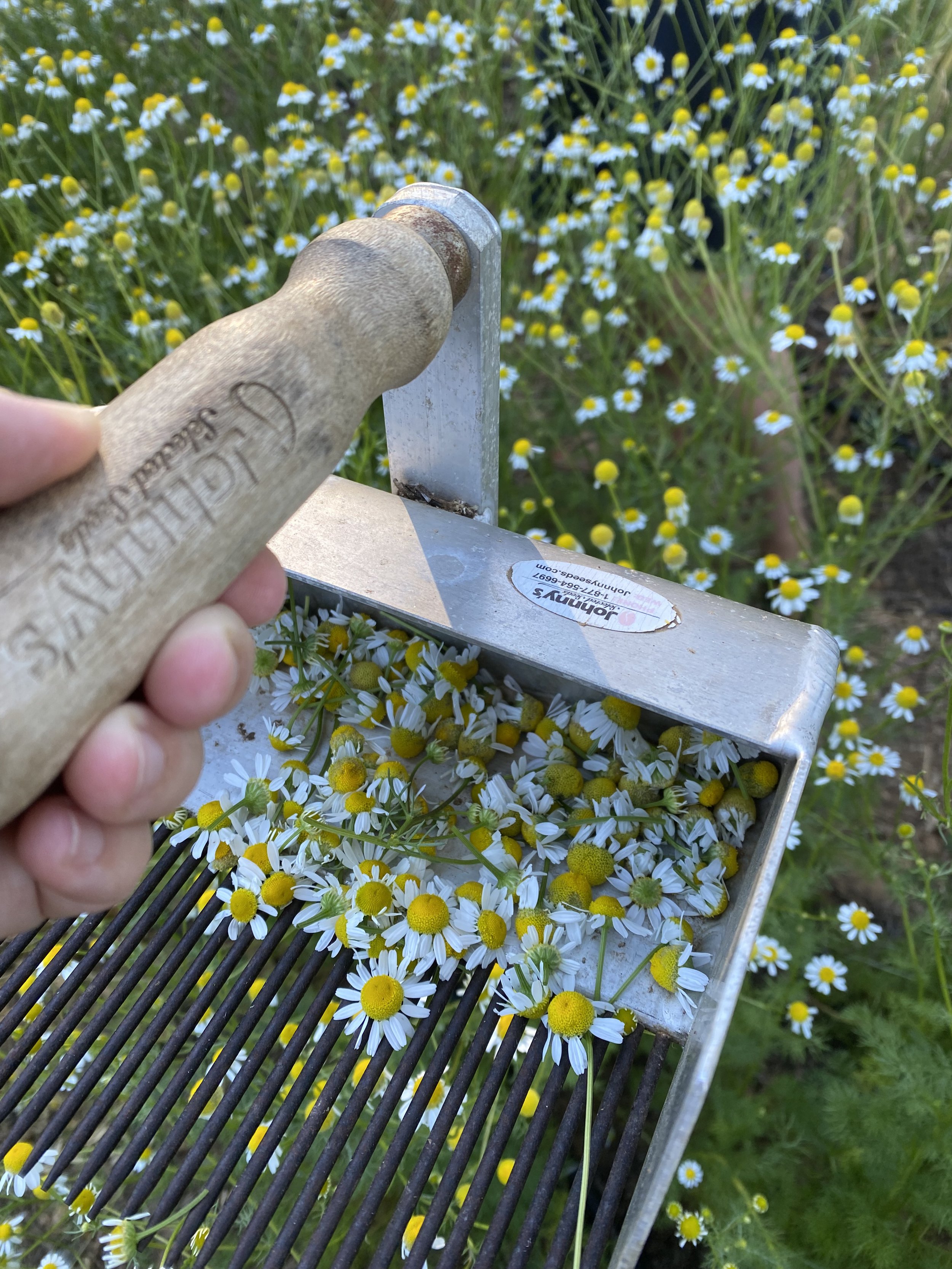 chamomile harvest.jpg