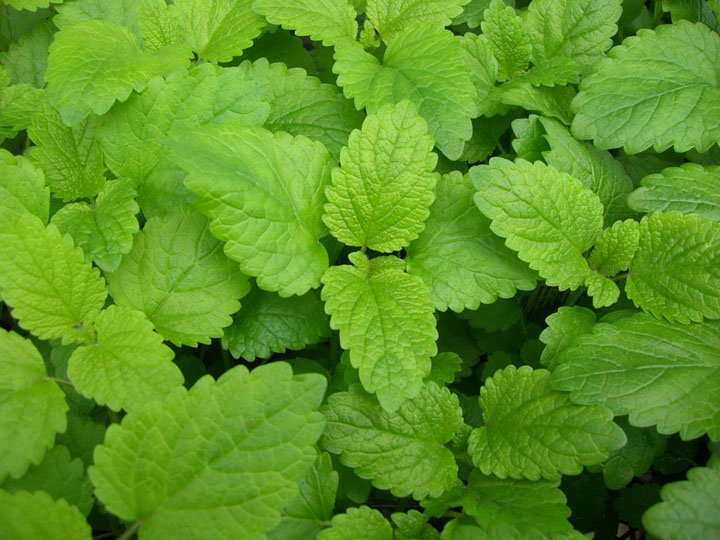 Lemon-Balm.jpg