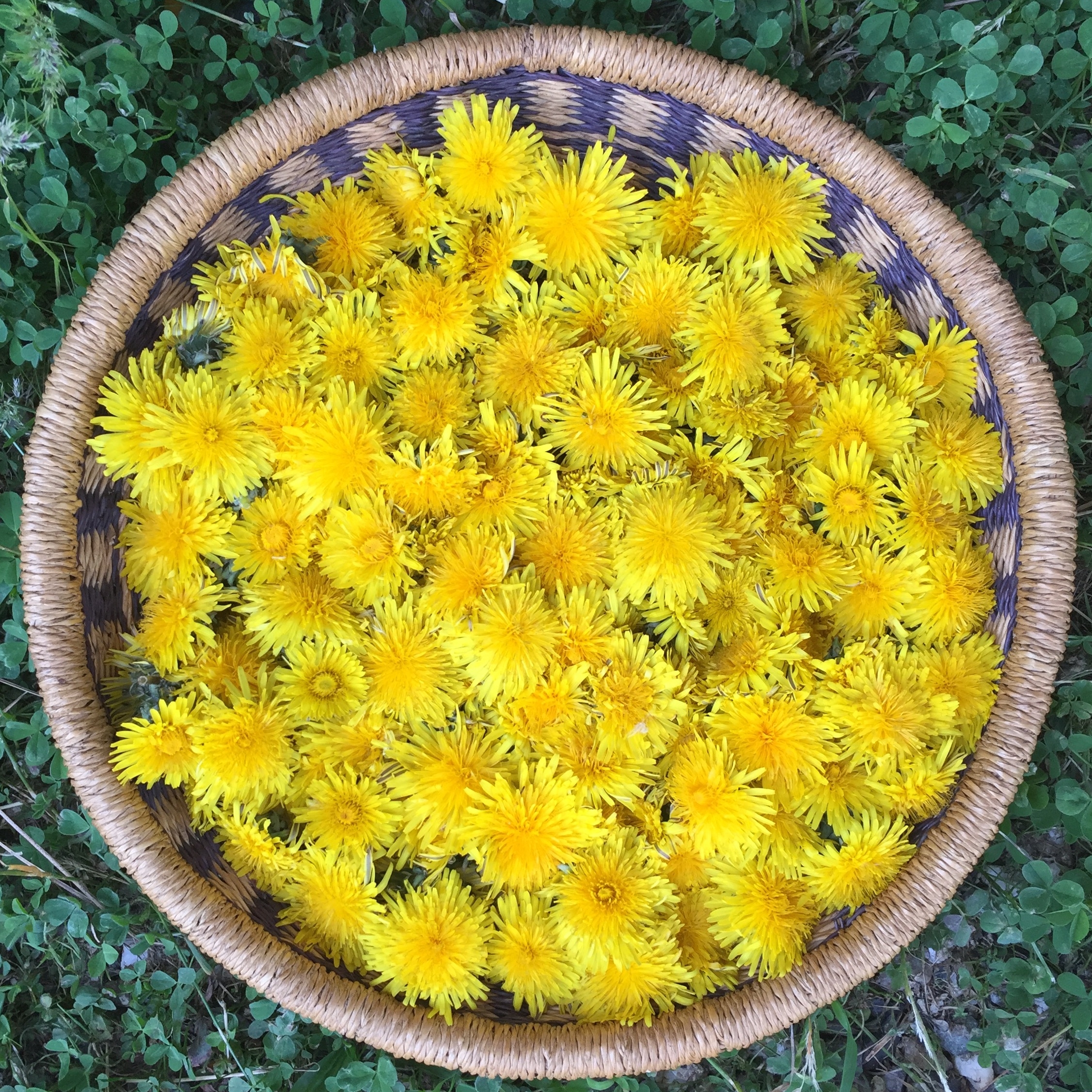 Засушенный одуванчик. Сушеный одуванчик. Мать и мачеха сбор. Сушеные цветы мать и мачехи. Свисток из одуванчика.