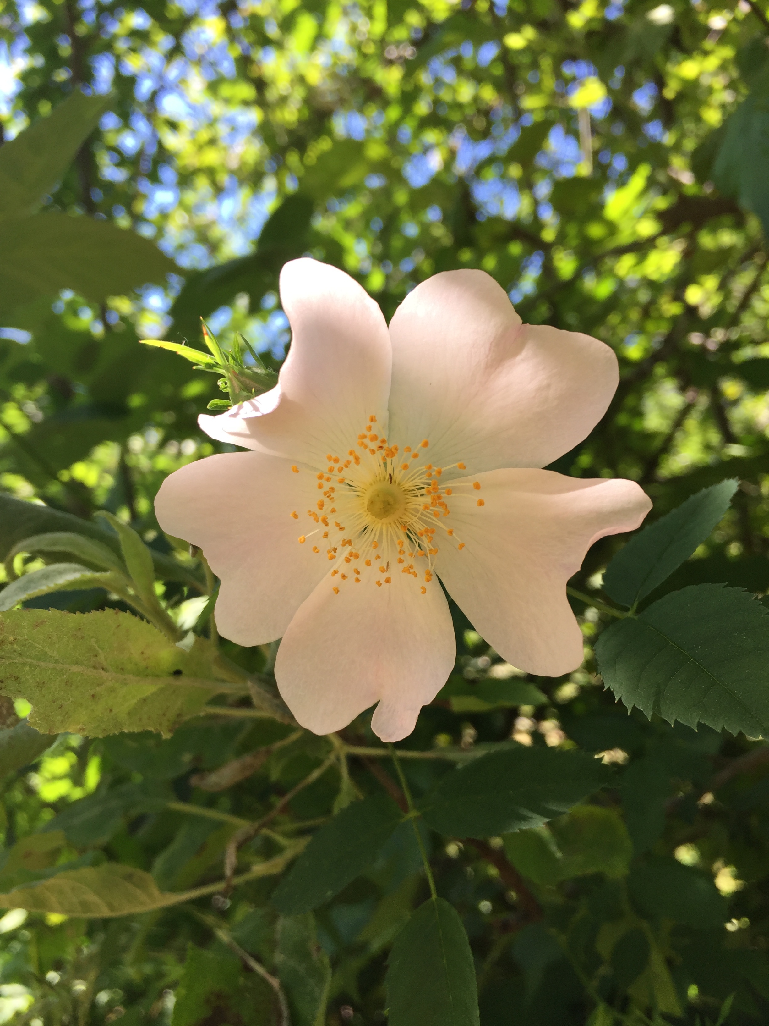 Wild rose- the ancient grandmother of all of today's cultivated roses- always has five petals, and are considered to be the most potent flowers for medicine-making. You can certainly use garden roses too, as long as they aren't sprayed. The more fragrant, the better.