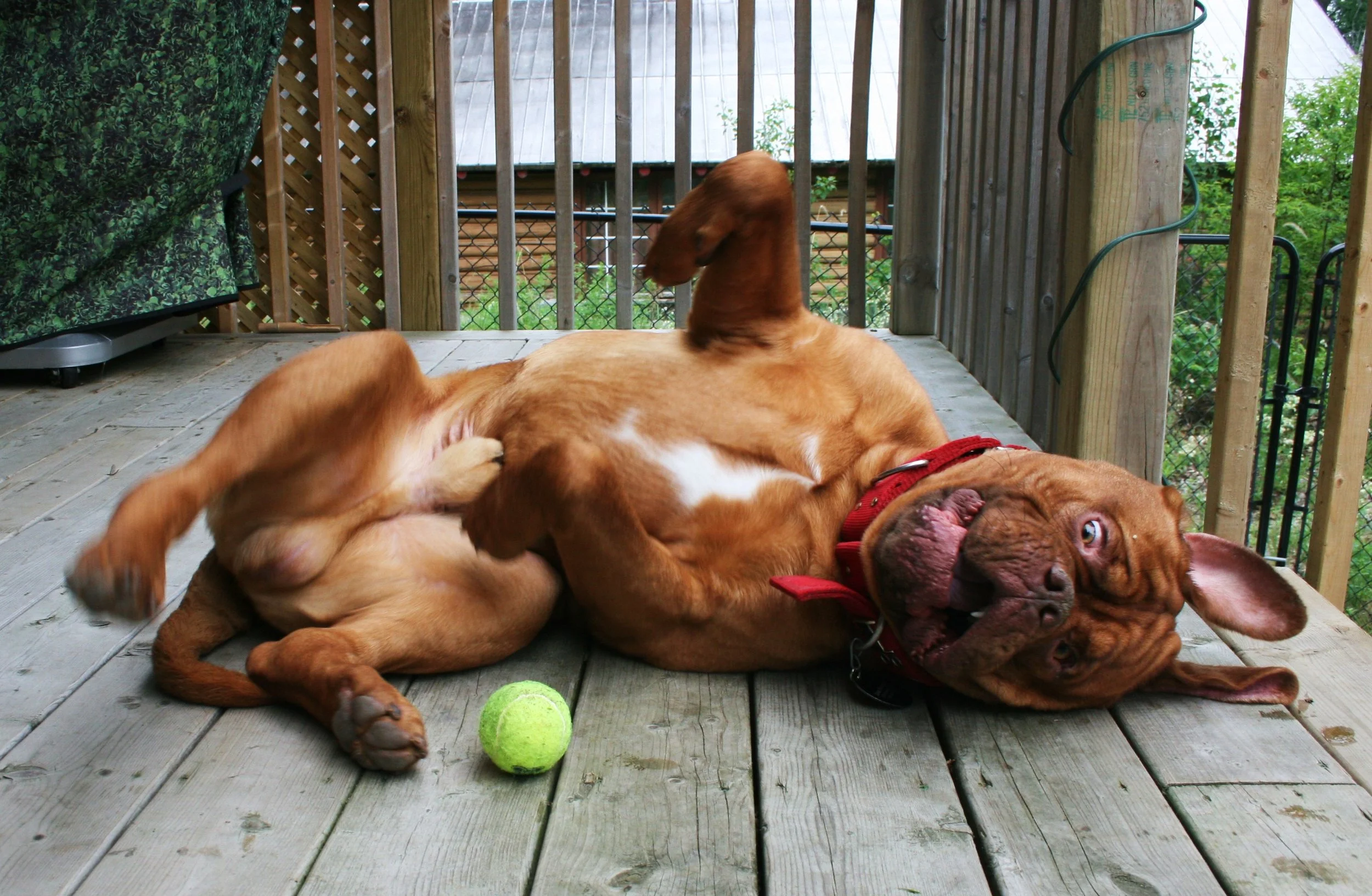 What Do You Think The Pros and Cons are of Neutering? 