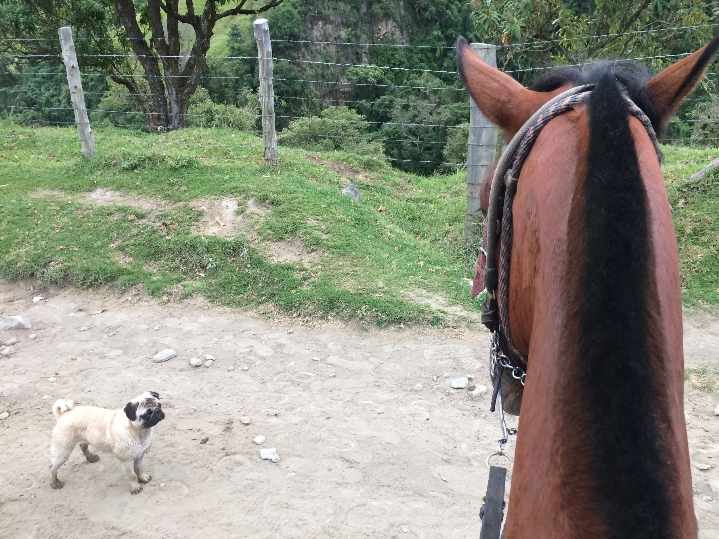 Prince of Pug-Republic