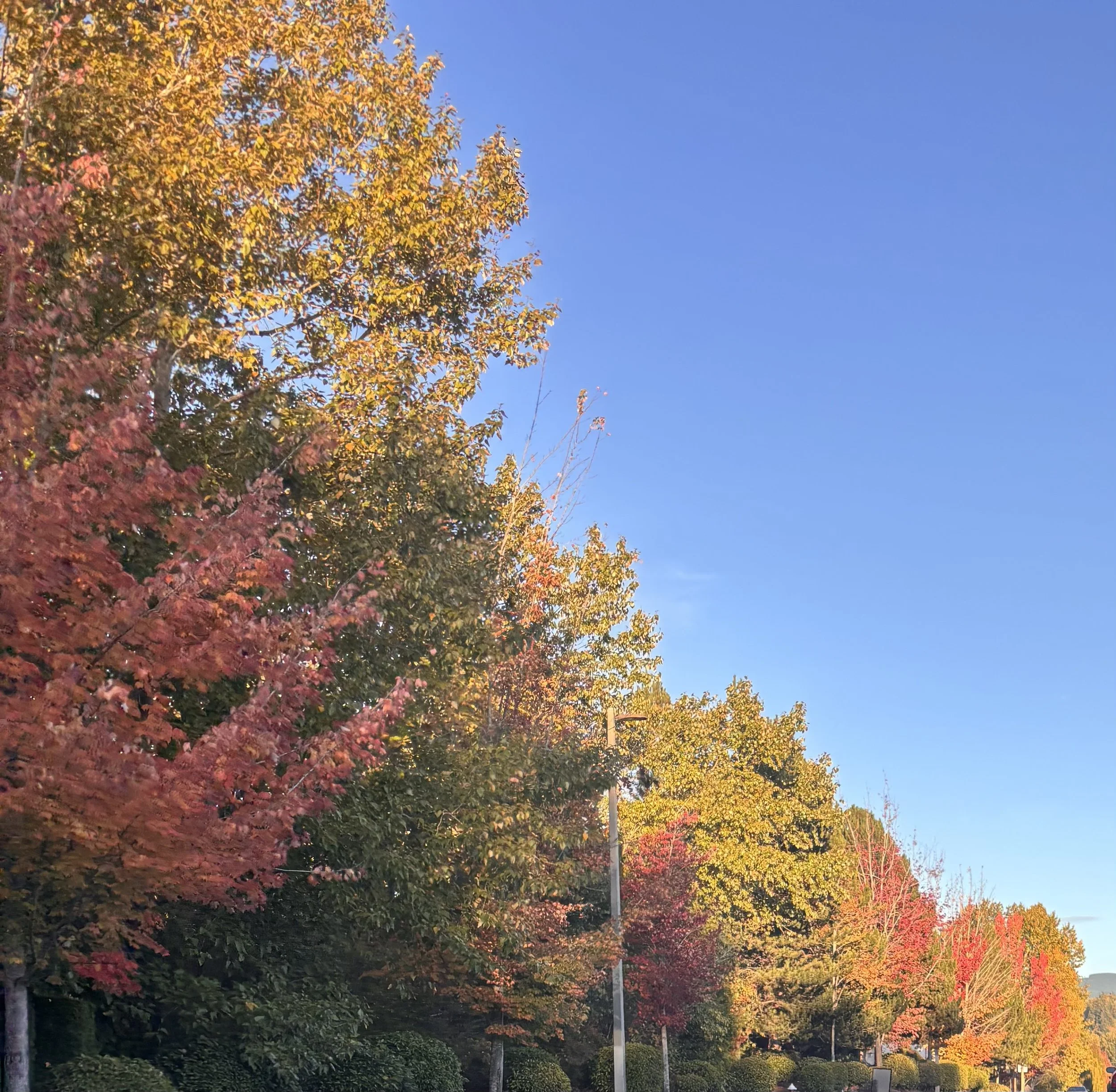 Autumn Leaves photo.jpeg