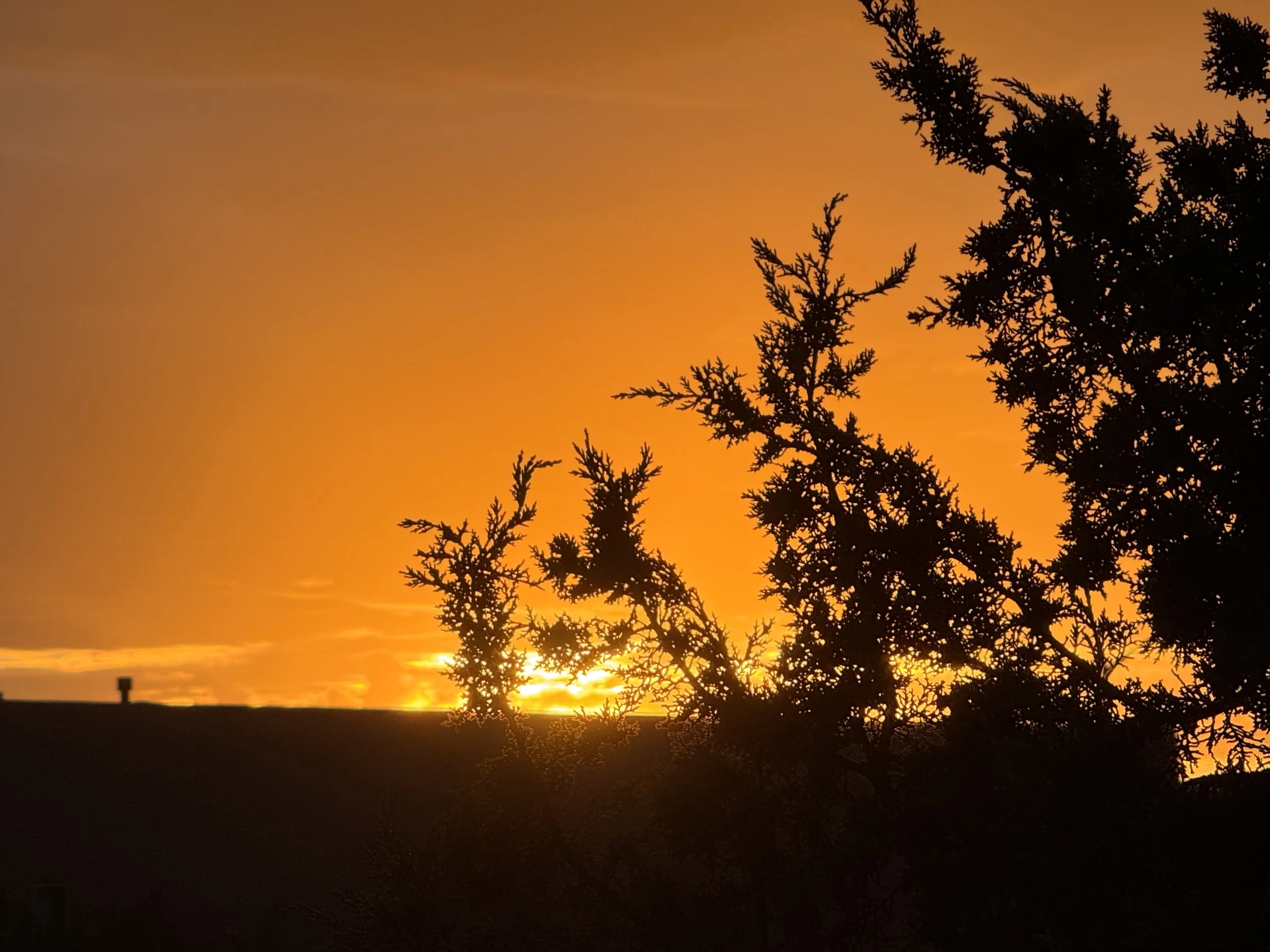 Golden Sunset, Orange Leaves through junipers.jpeg