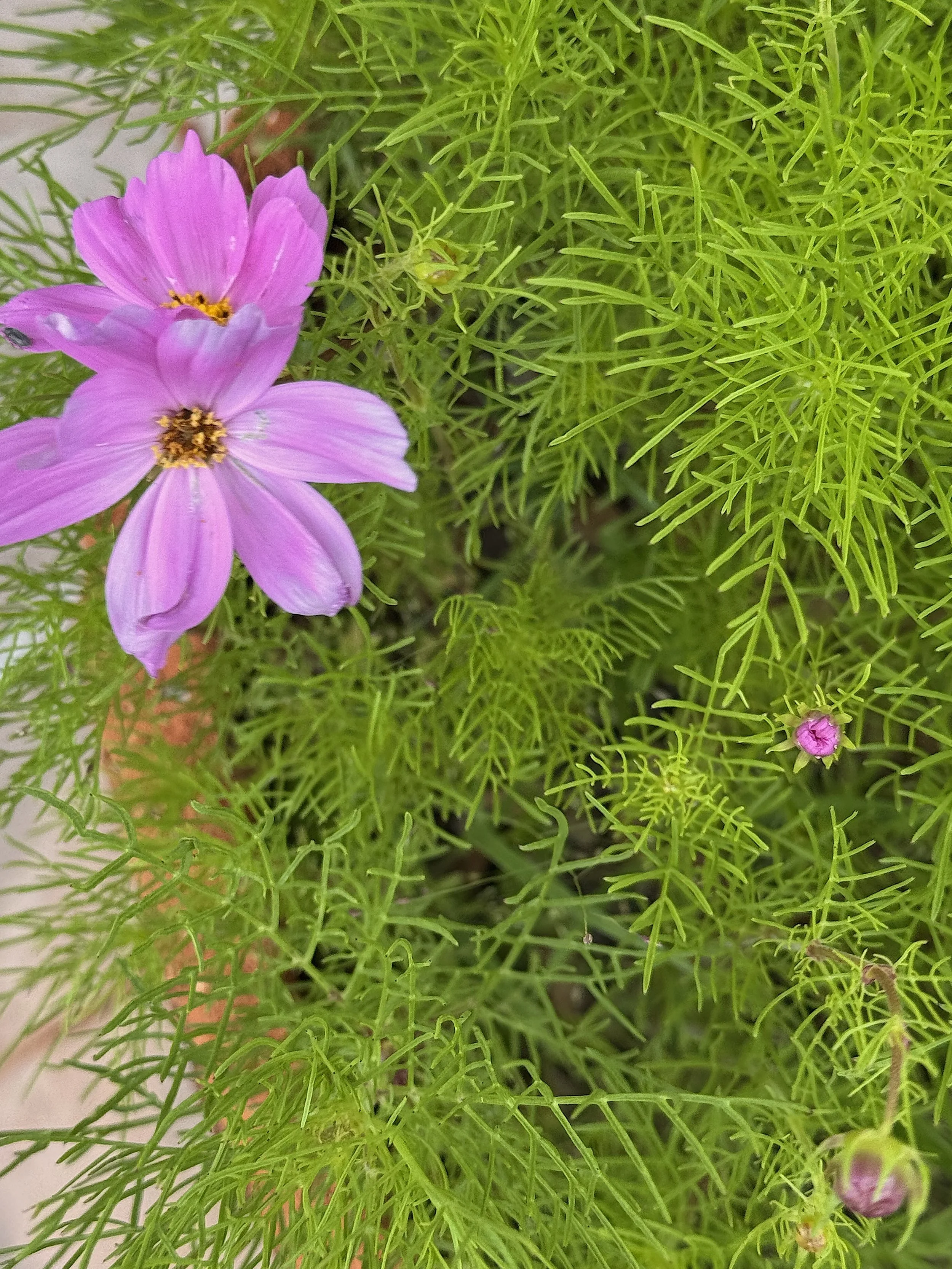 Cosmos blooms closeup.jpeg