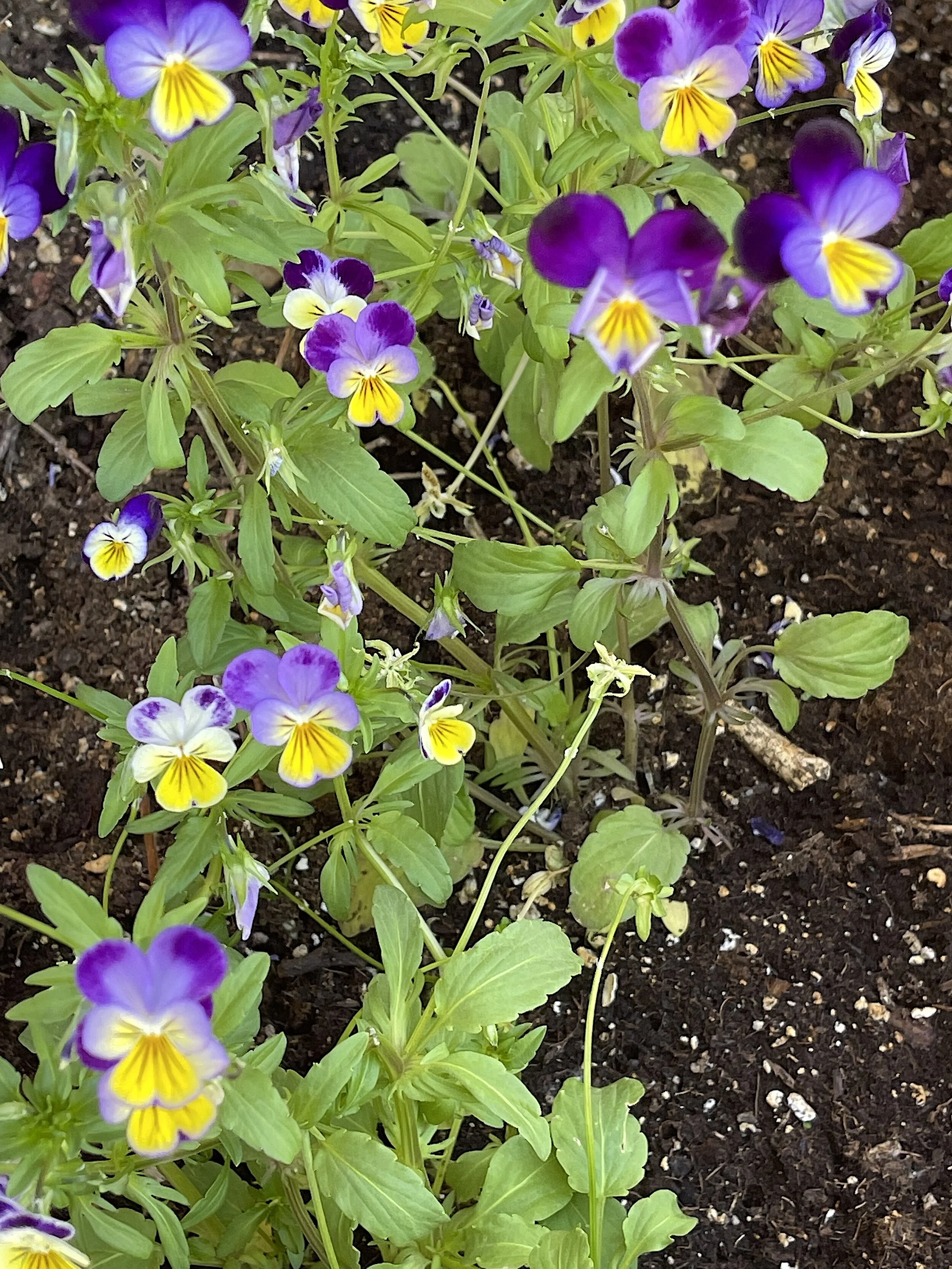 Johnny Jump Ups 2.jpg