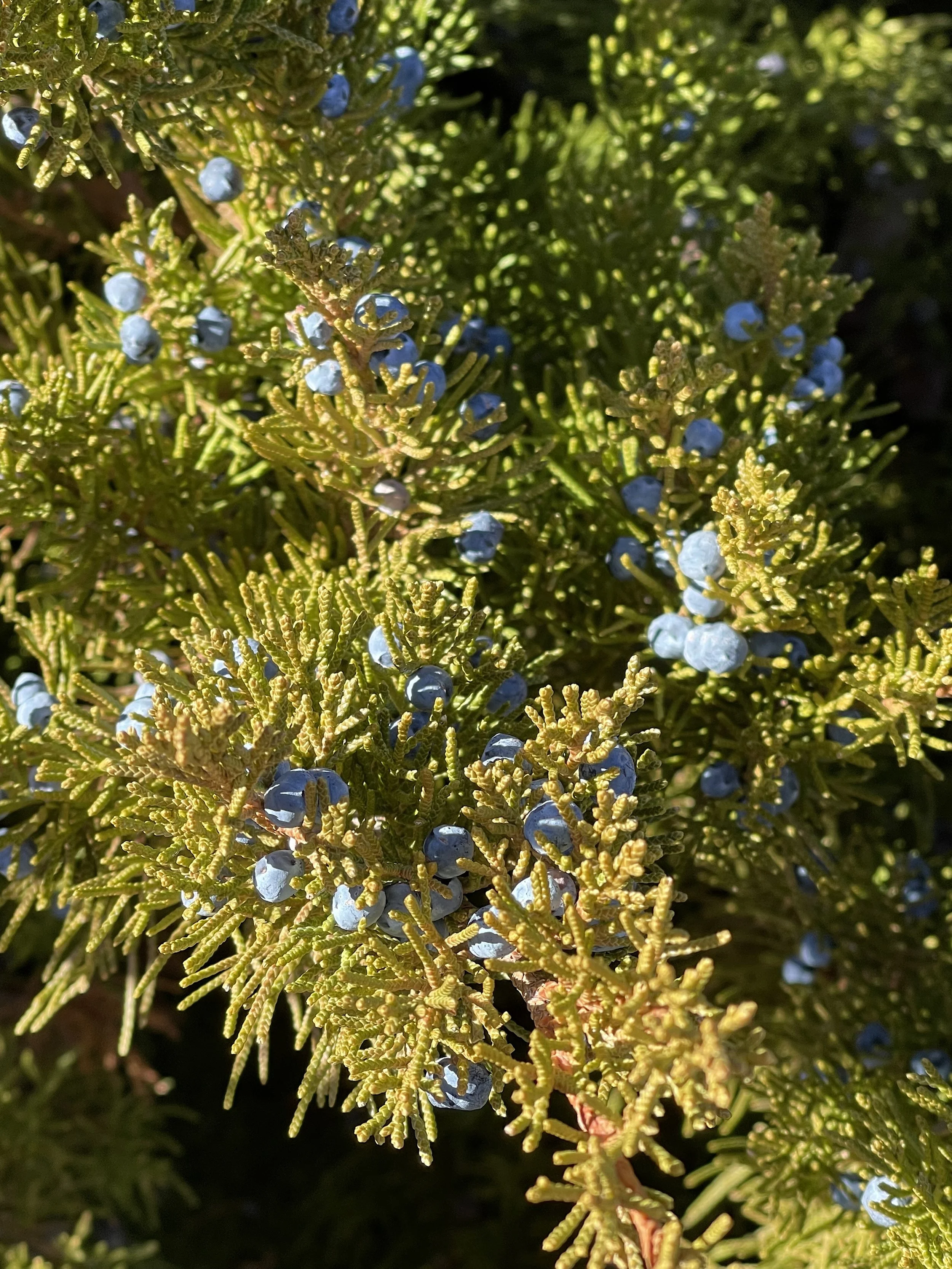 Juniper berries:real.jpg