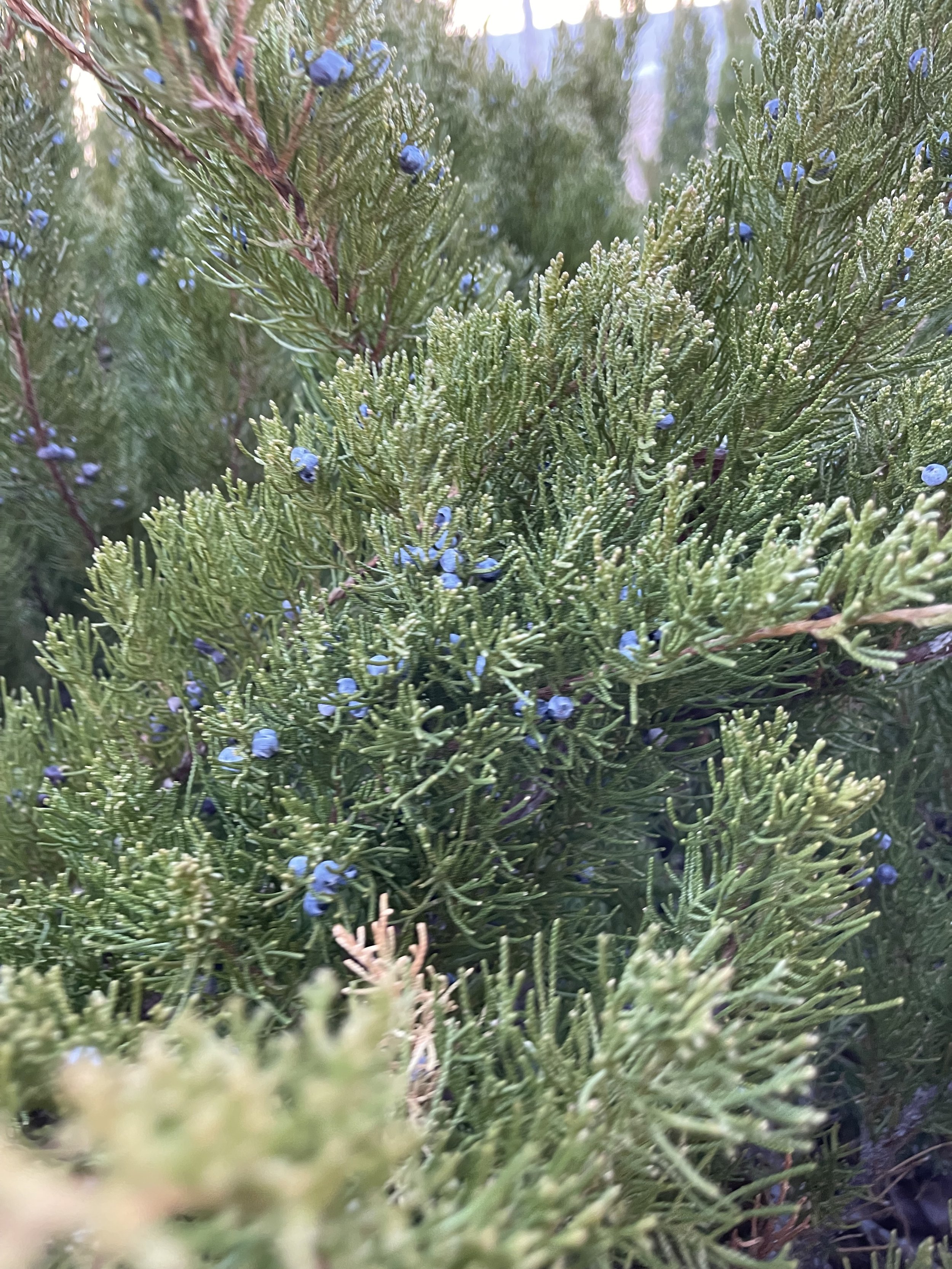 real juniper berries.jpg