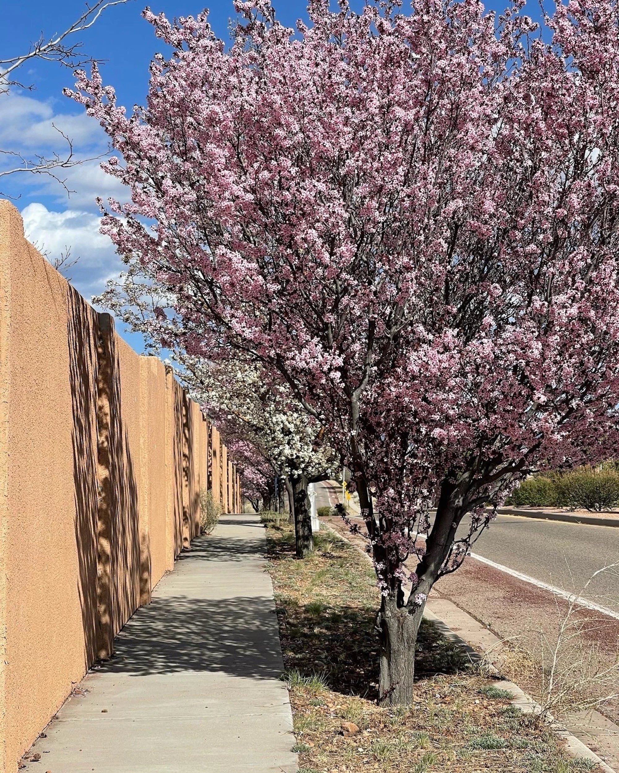 Flowering fruit trees on Jaguar.JPG