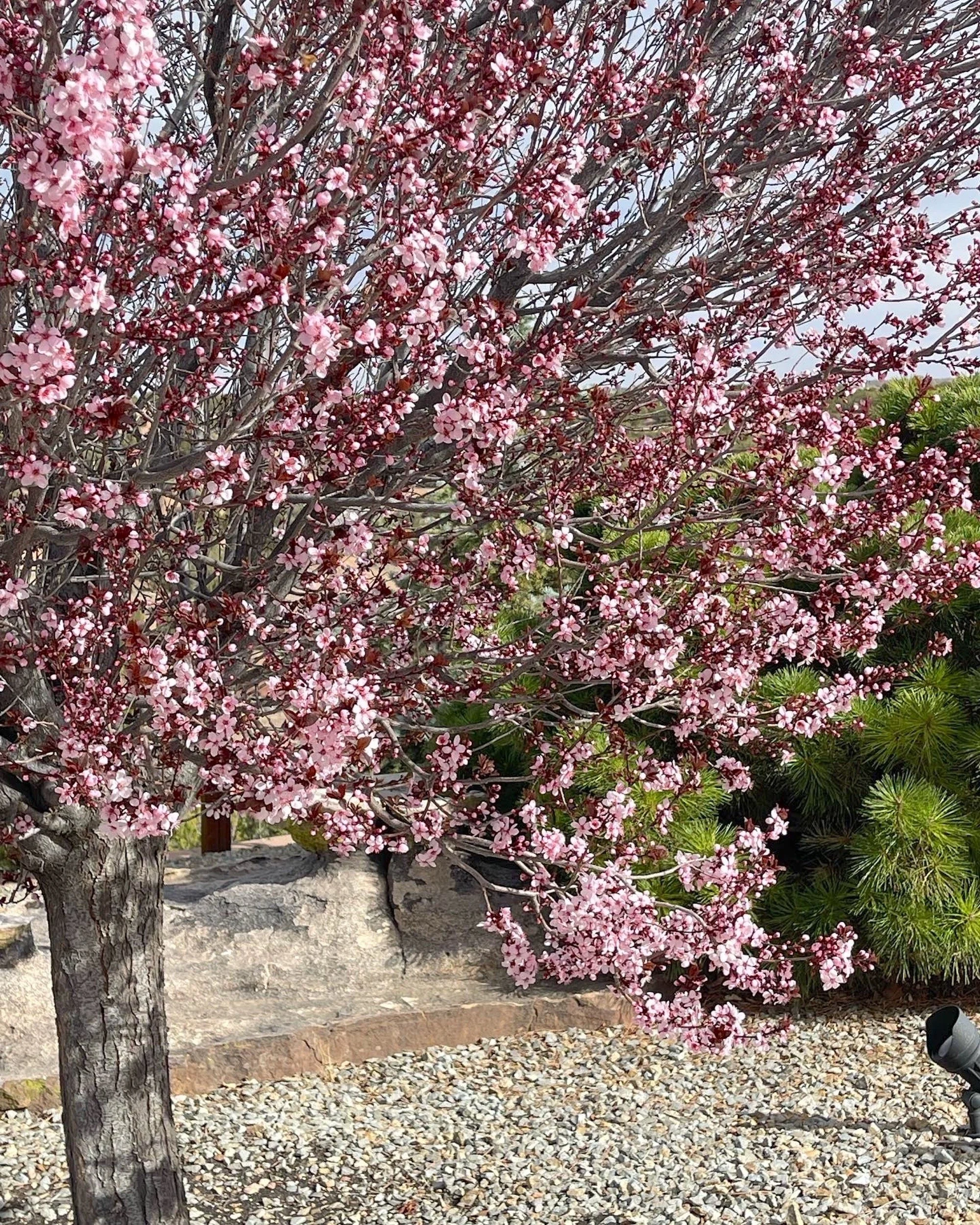 Flowering fruit tree-cinda's cherry tree.JPG