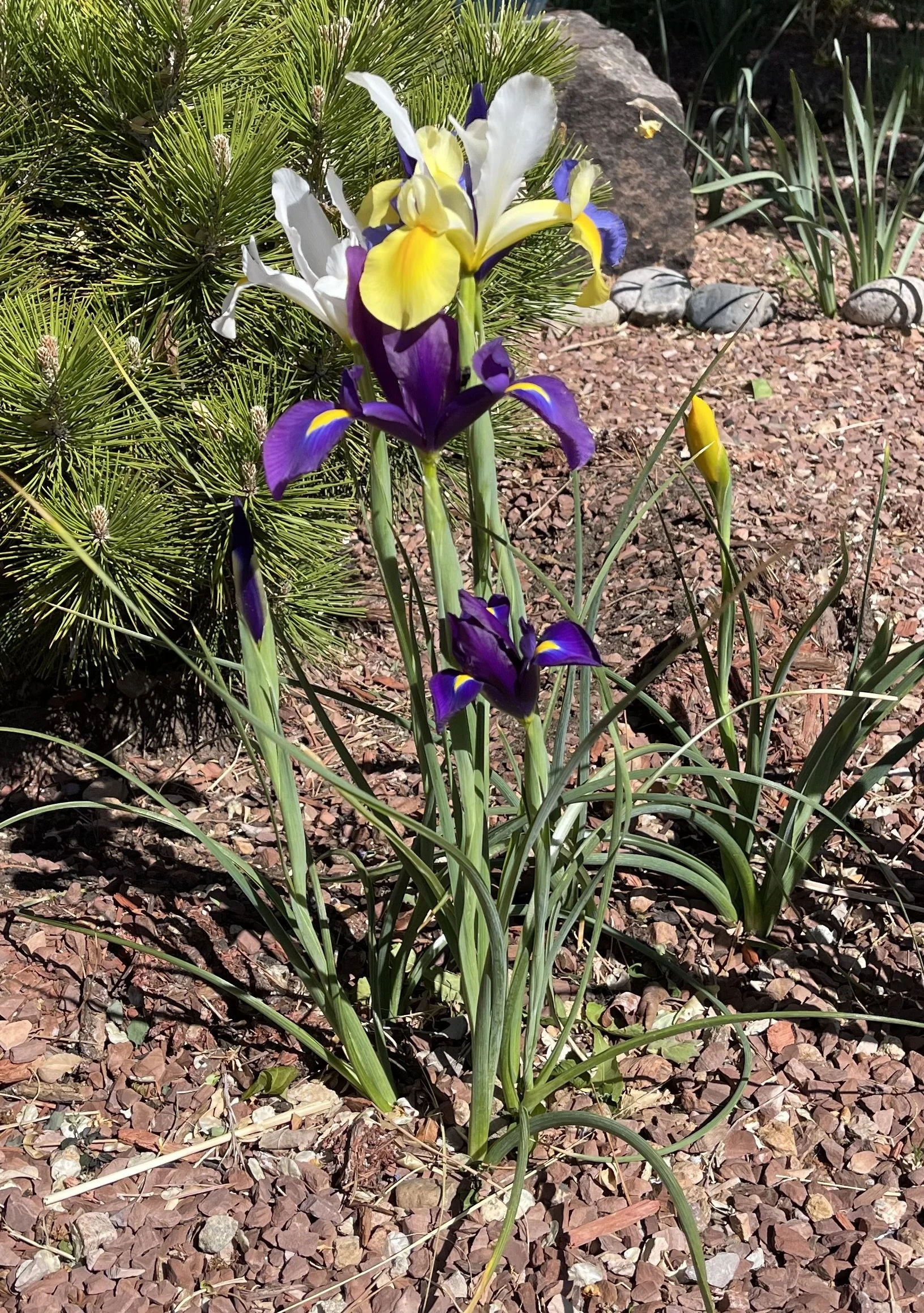 Pam's Real Irises.jpg