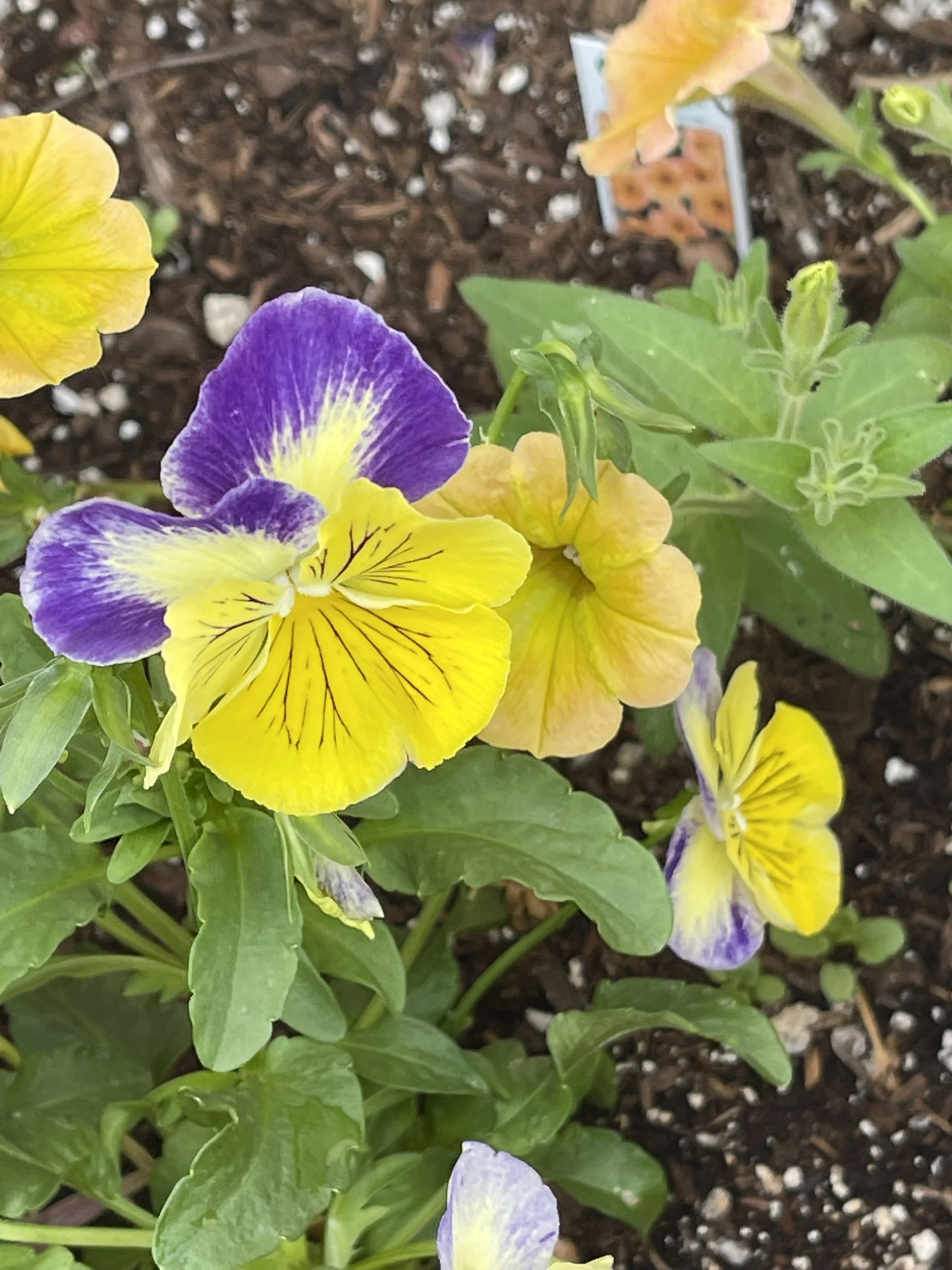 Yellow:purple pansy.jpg