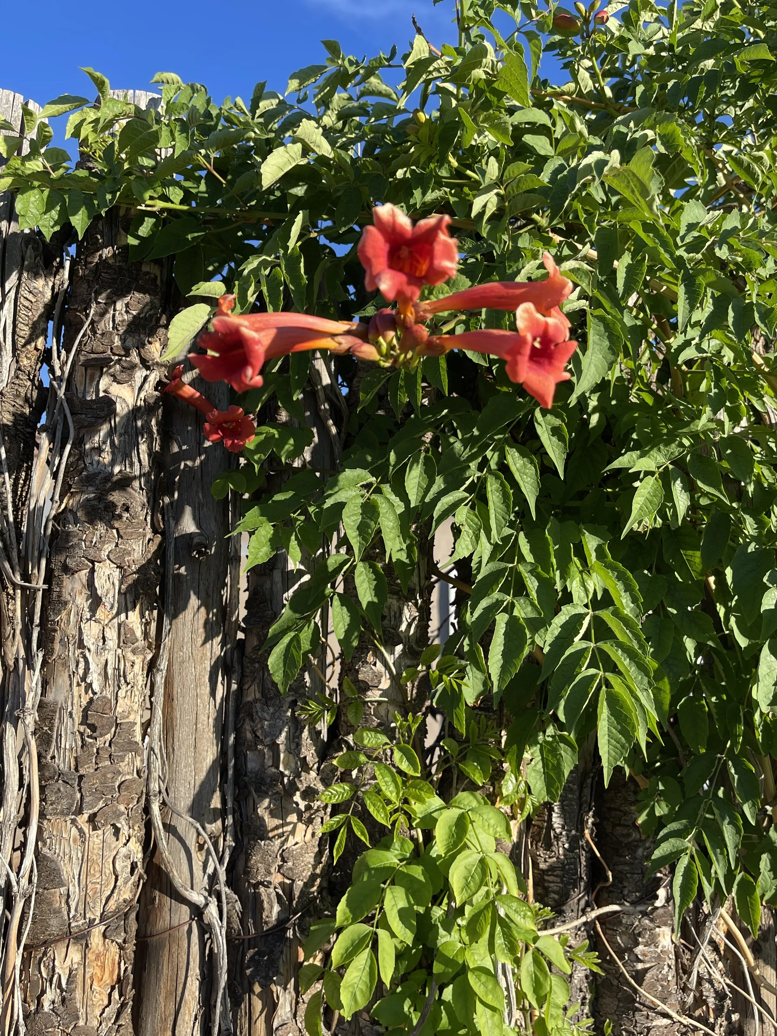 orange trumpet vines.jpg