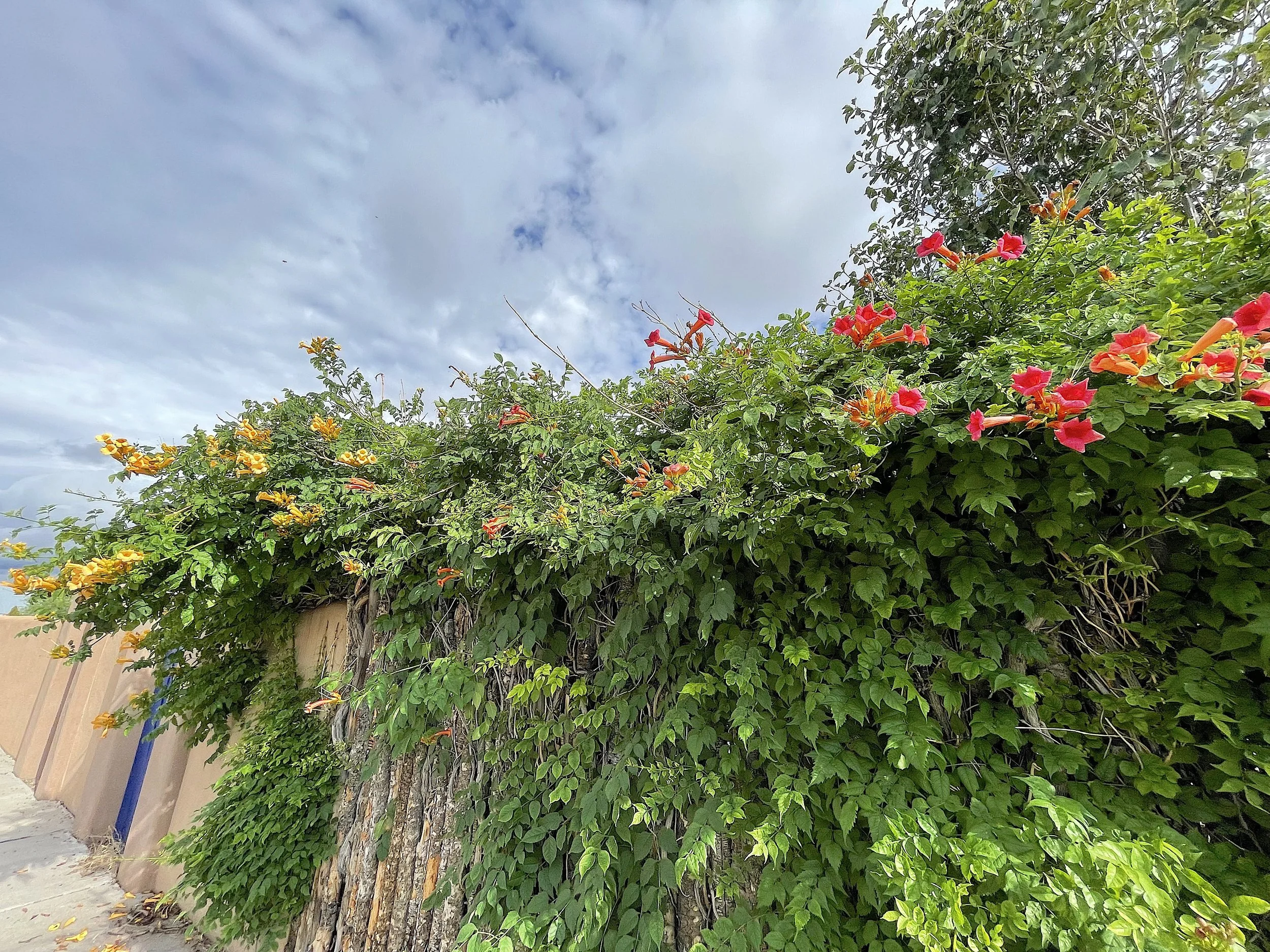 Trumpet vines orange and yellow.jpg