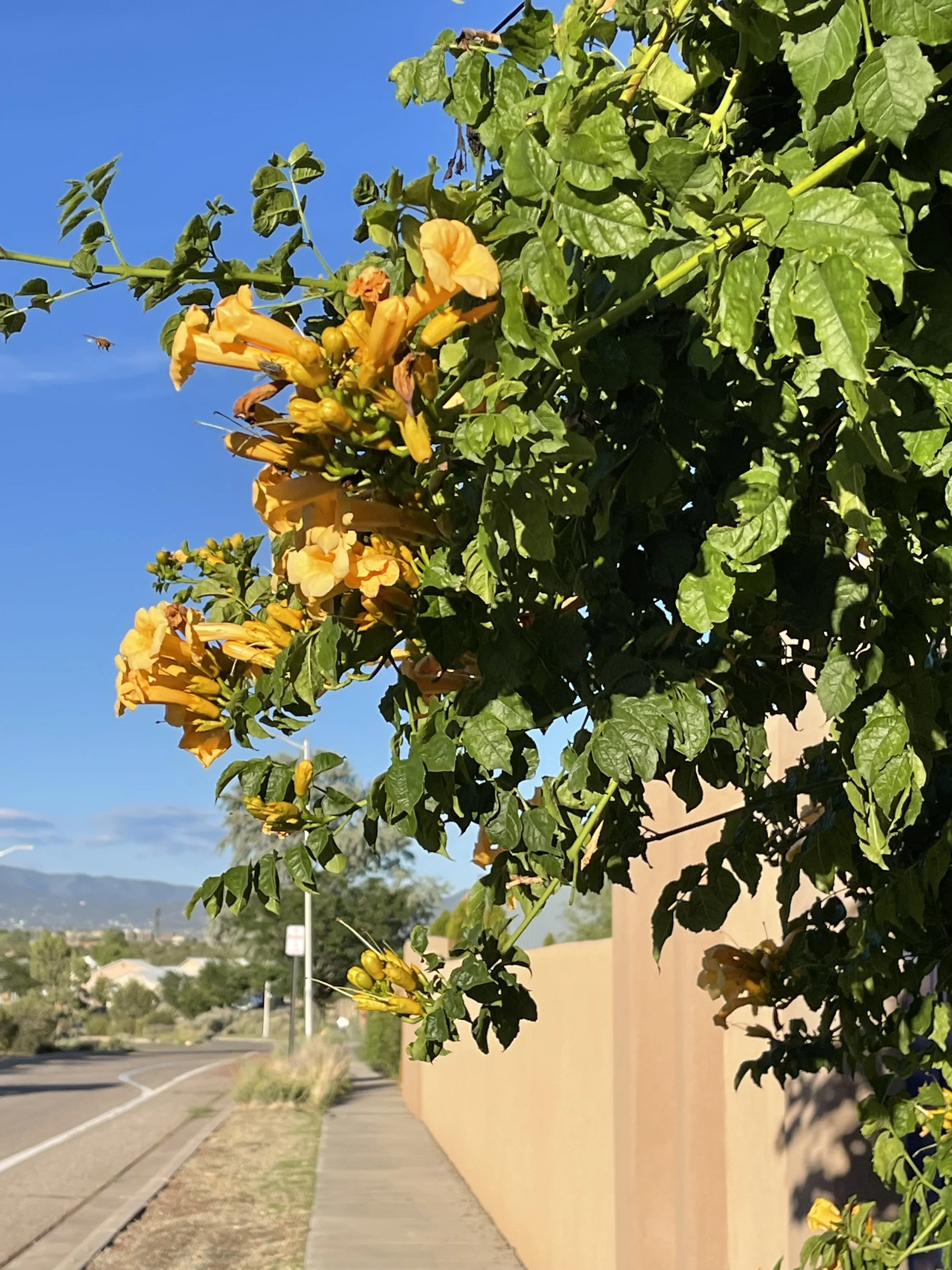 yellow trumpet vines.jpg