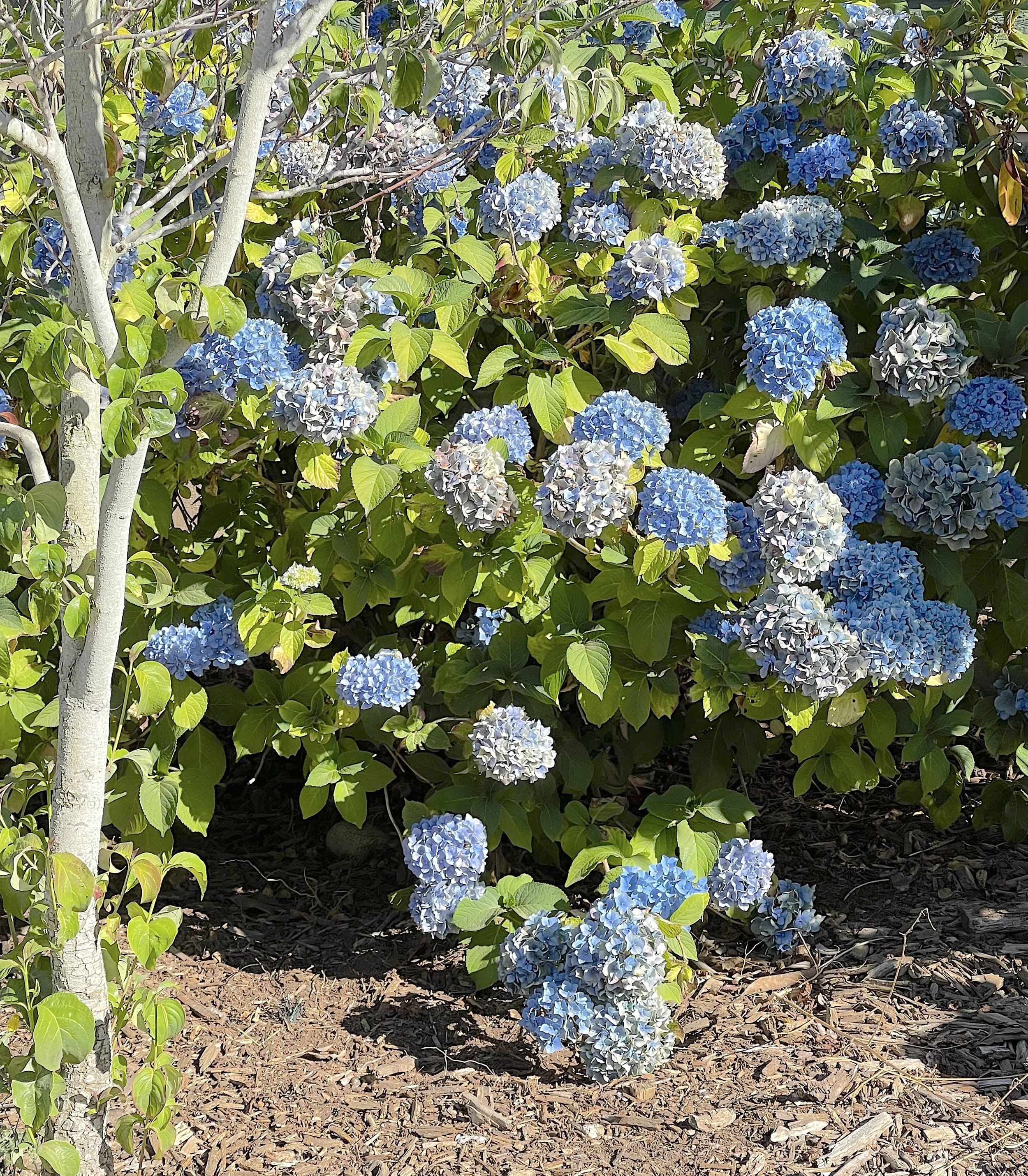 Blue Hydrangeas in WA.jpg