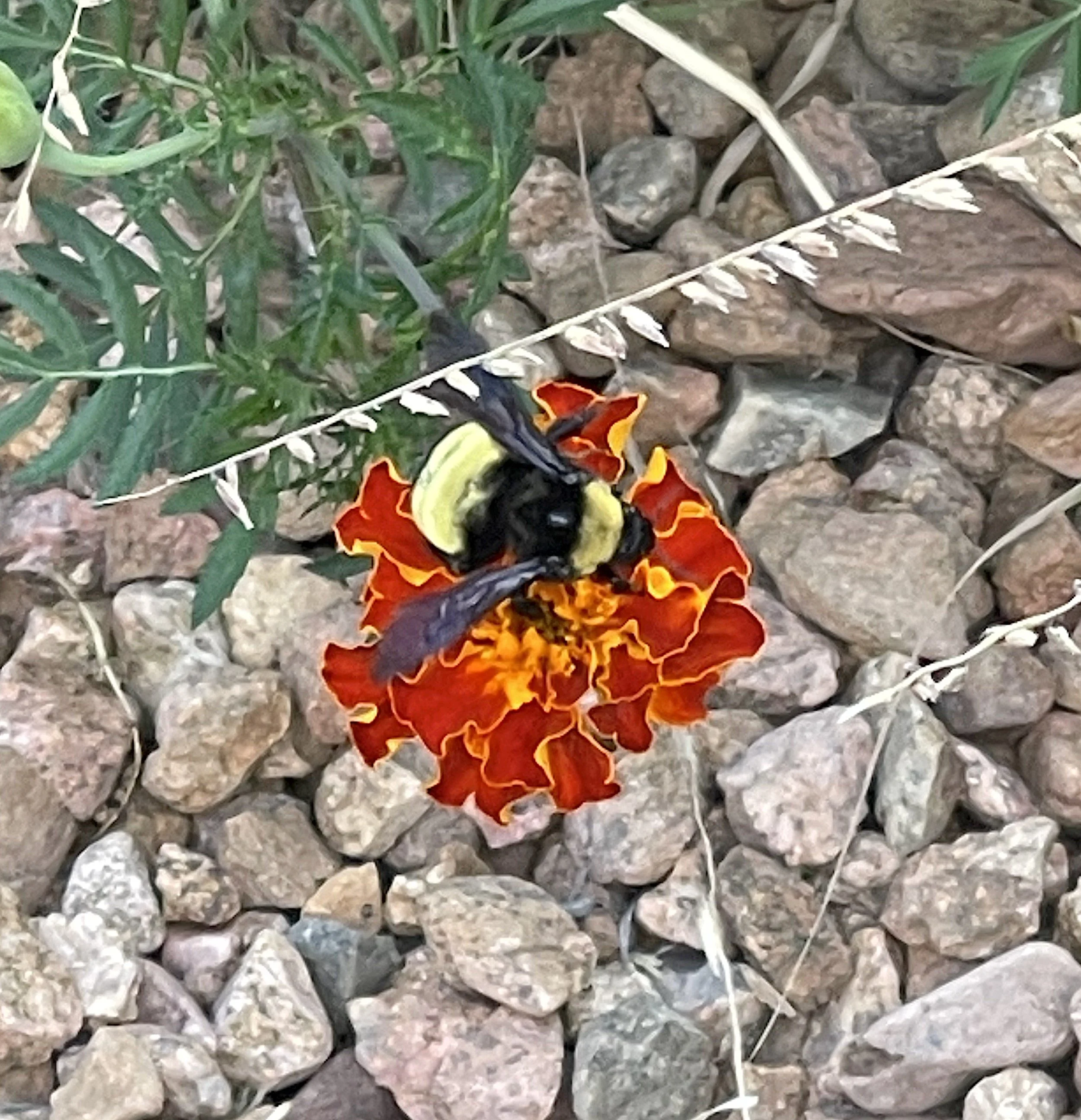 Bumble on Orange and Yellow Marigold.jpg