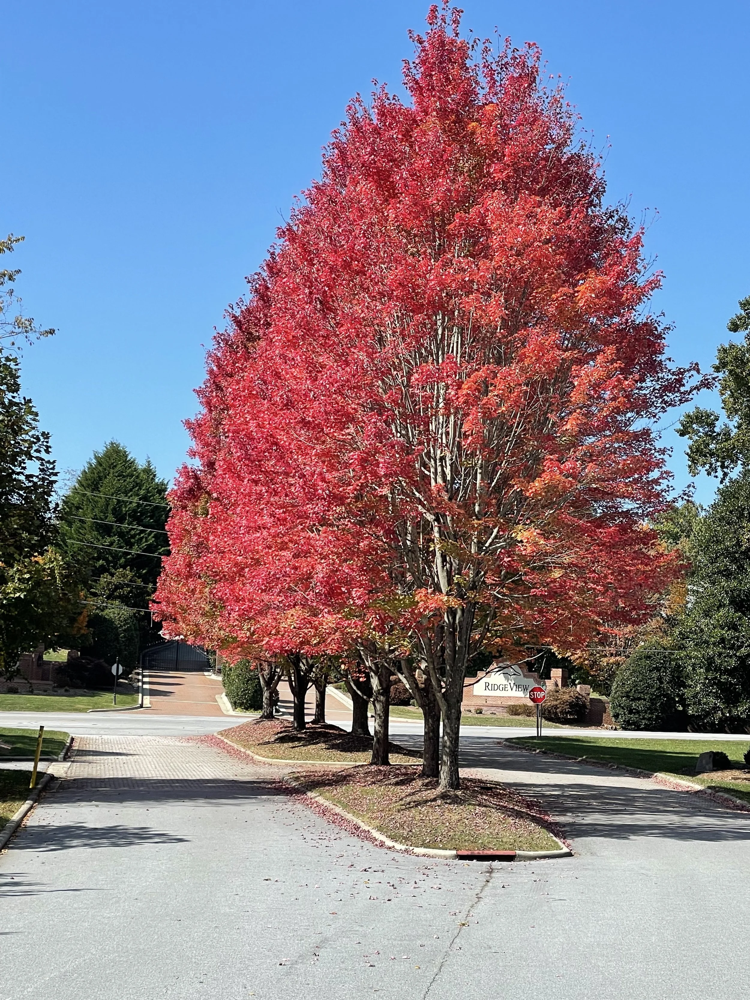 Jerry's pic from 10:10:22.jpeg