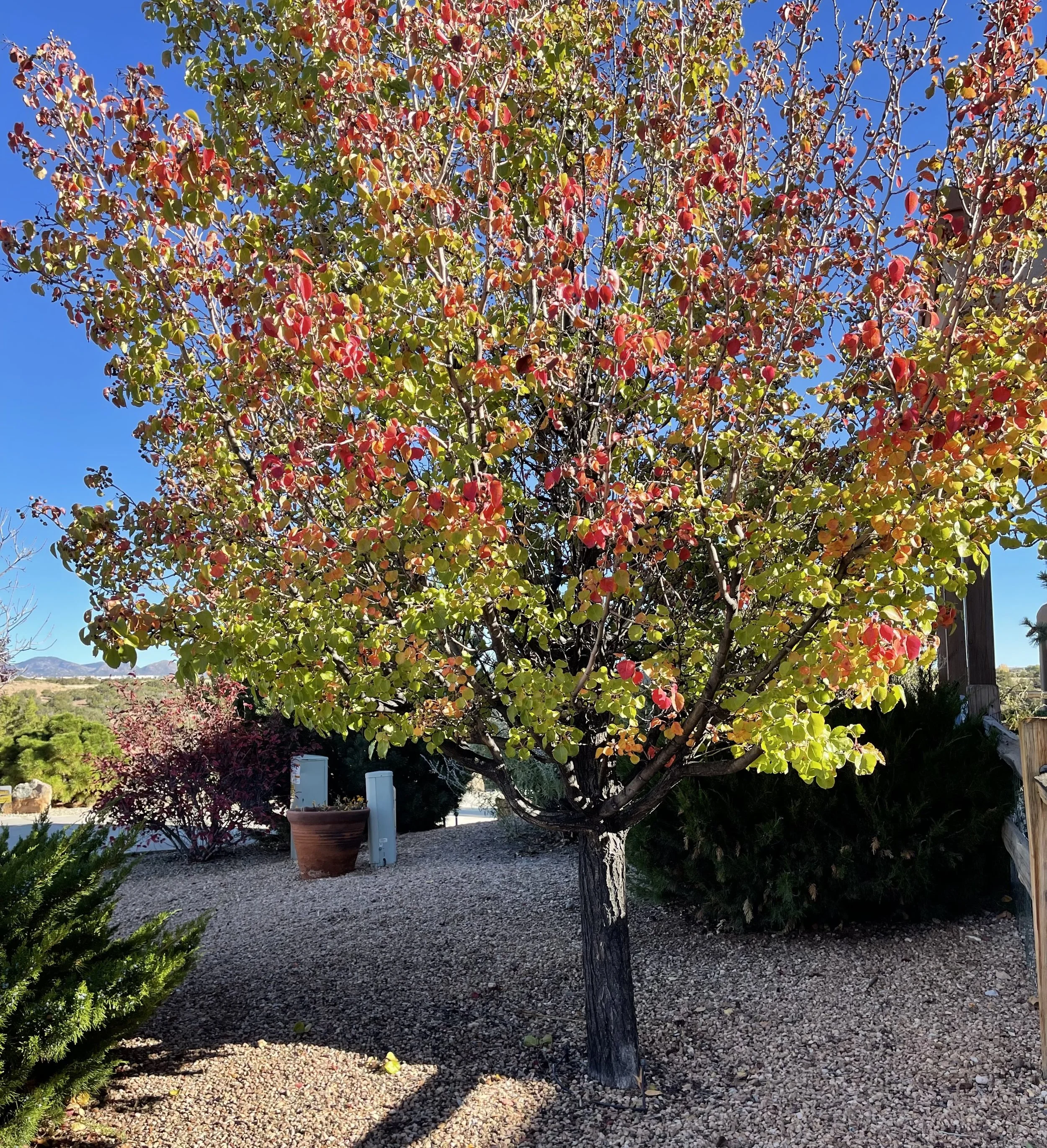 Bradford Pear-Oct. 2022.jpg