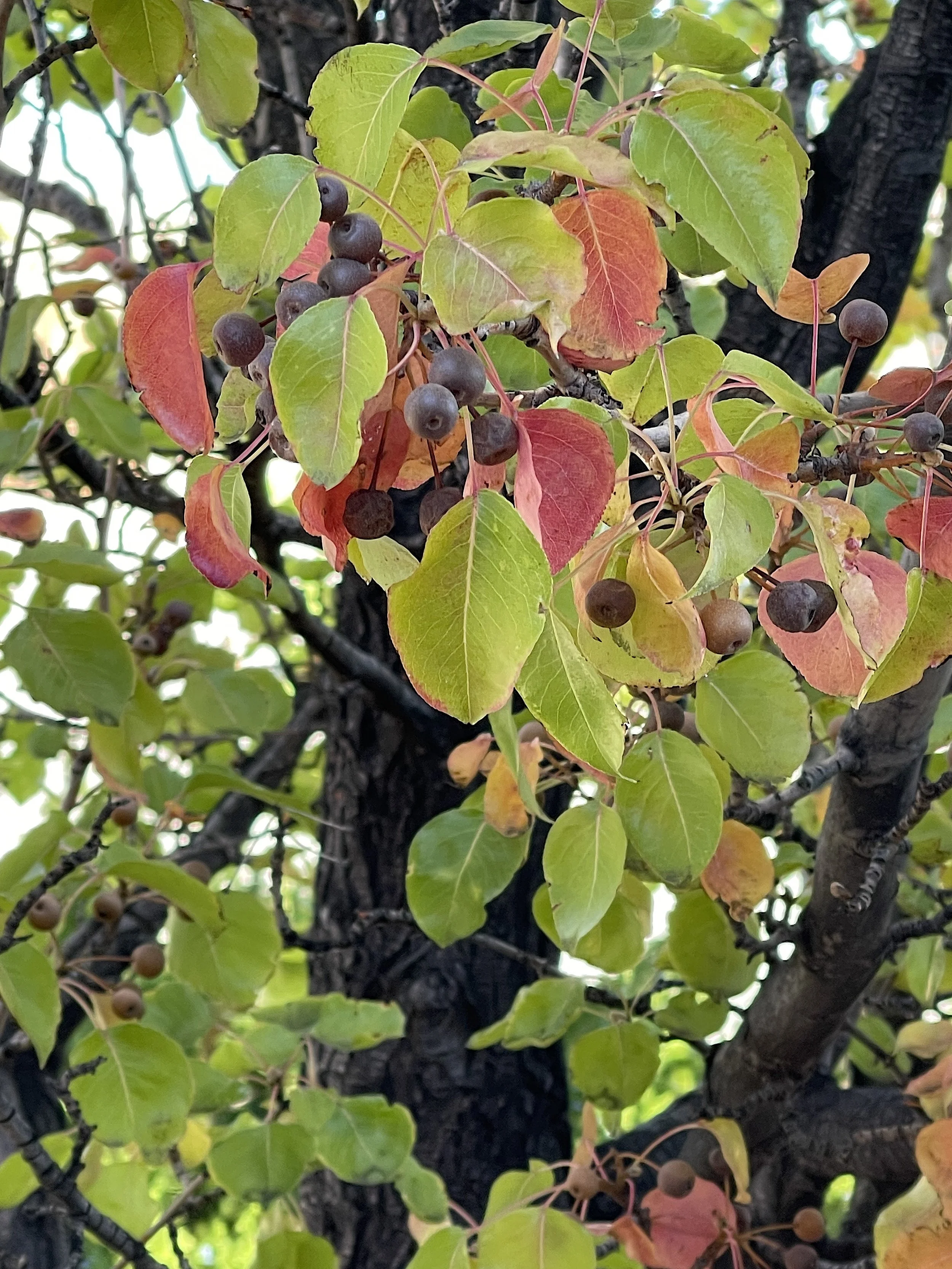 Autumn Pear Tree-tree closeup.jpg